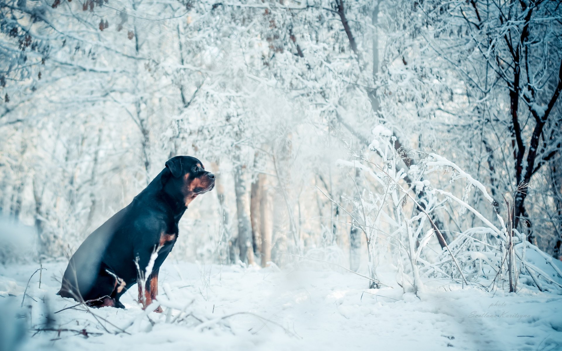 chien ami hiver