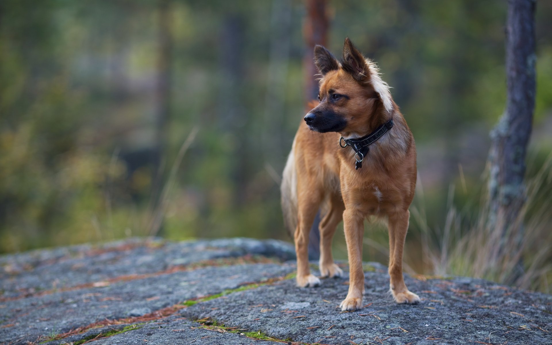 chien nature fond