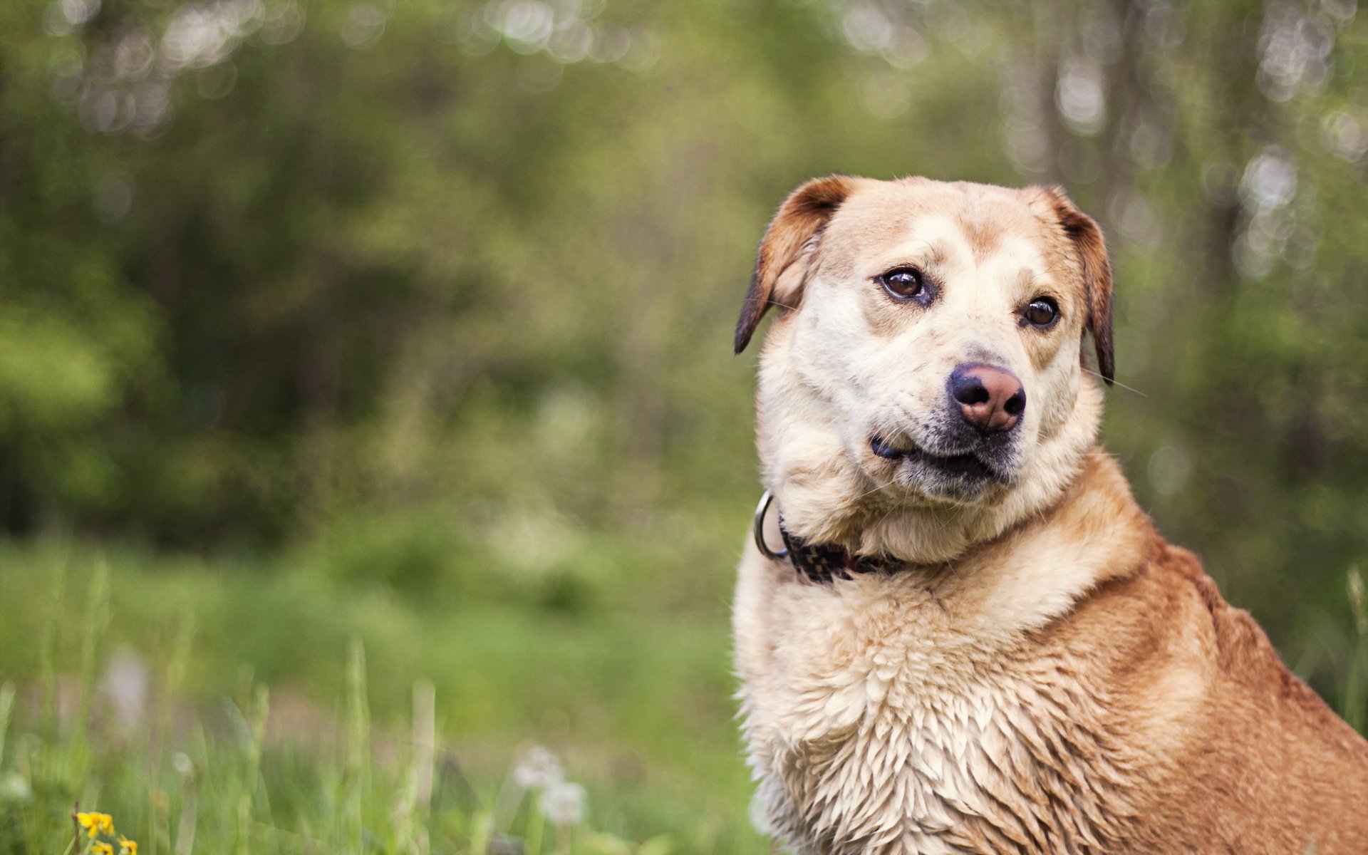 hund blick freund