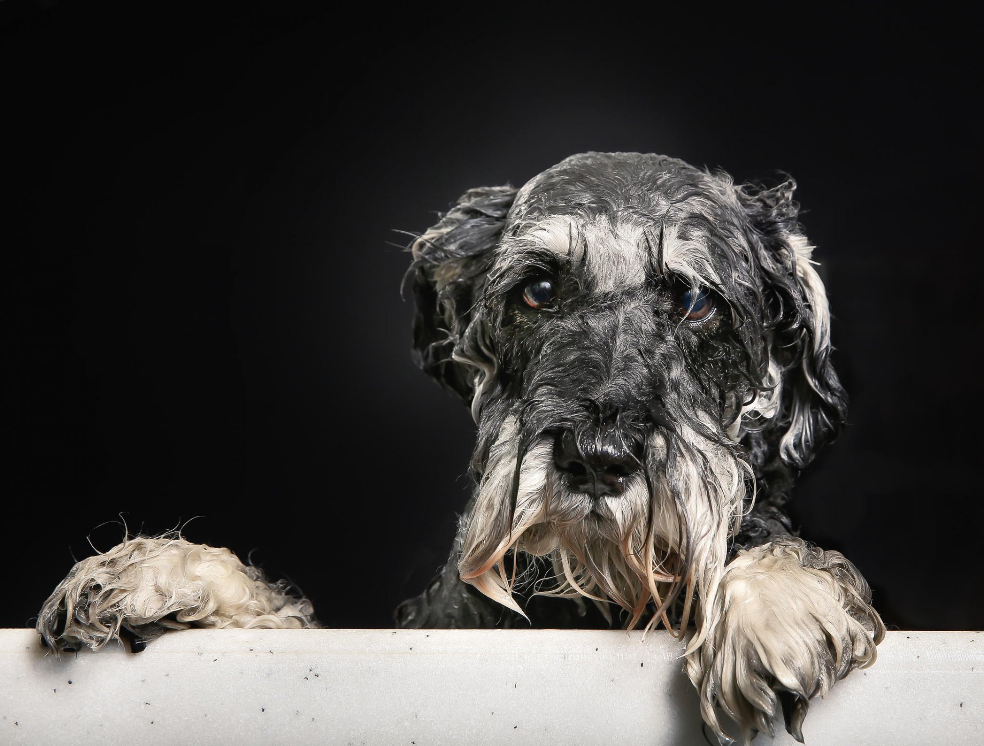 portrait humide ami bain vue chien