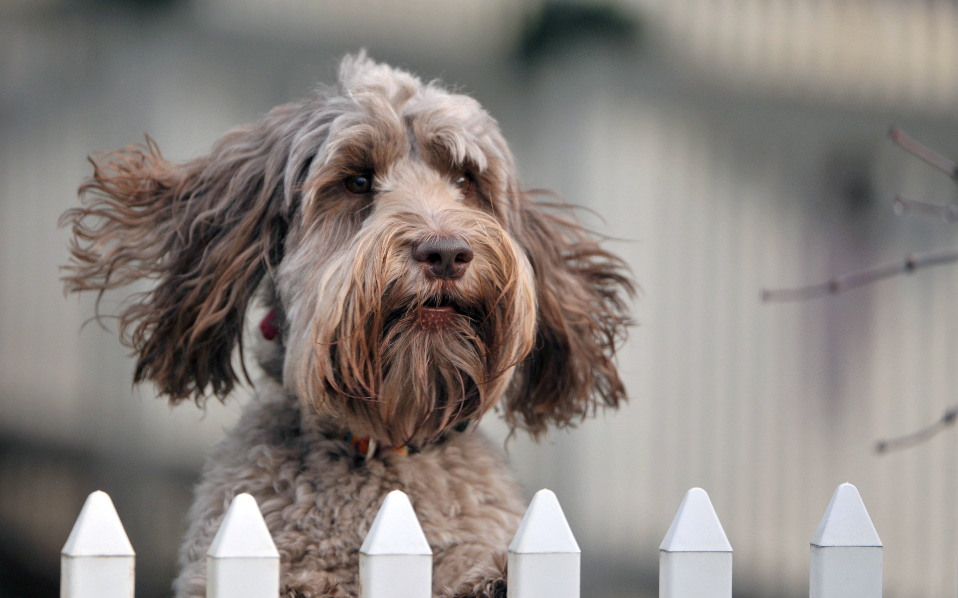 dog view fence