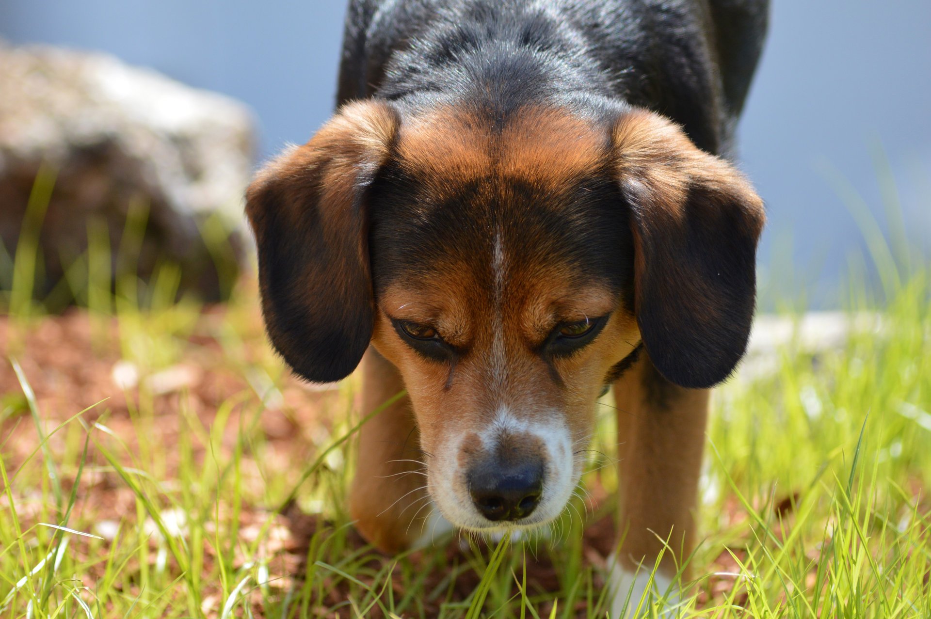 amico orecchie erba cane