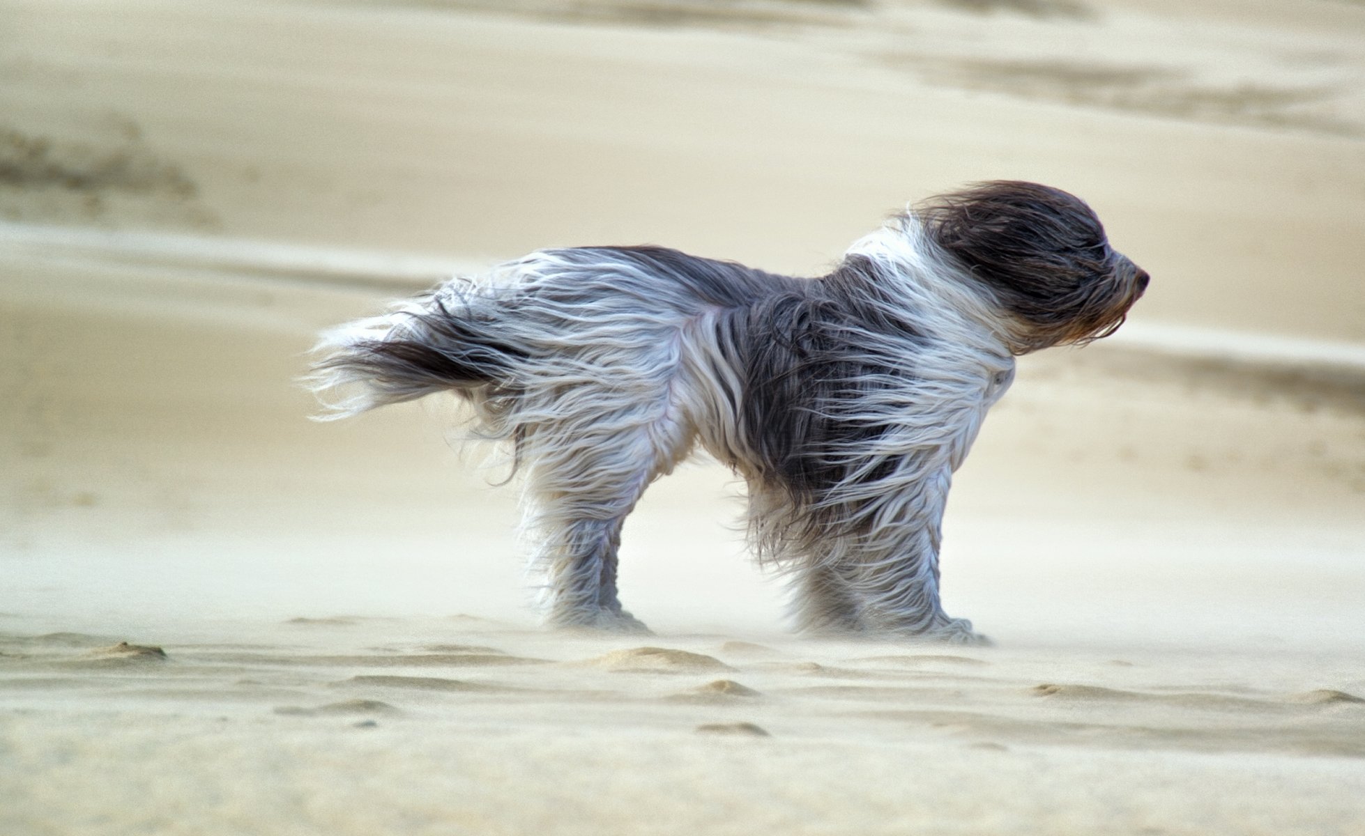 ands wind fell dog