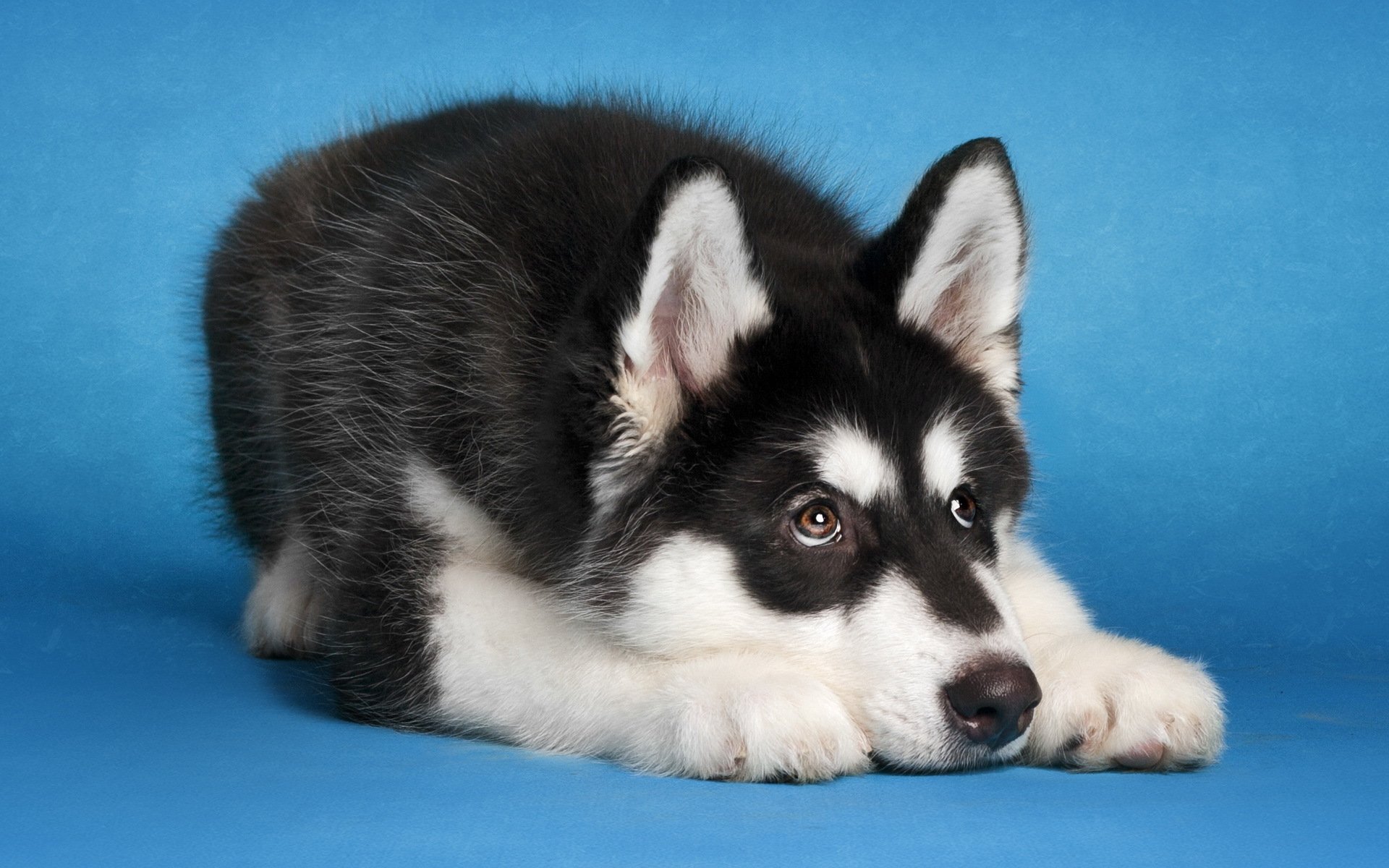 malamute pies przyjaciel