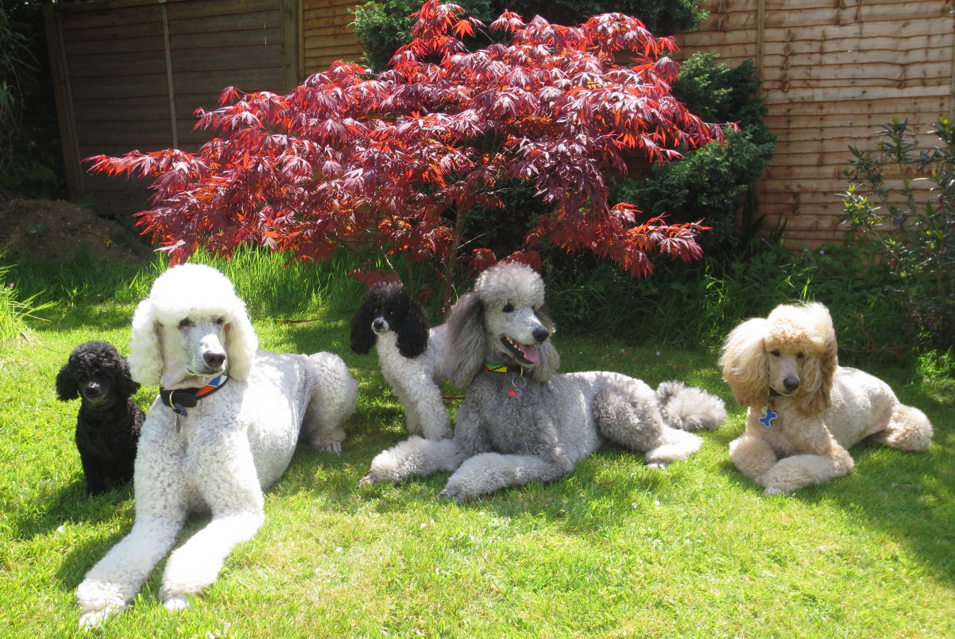 cani barboncino erba animali foto