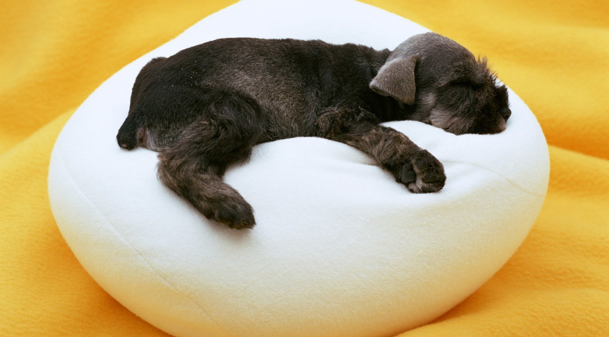 cane cucciolo dorme pouf bianco nero