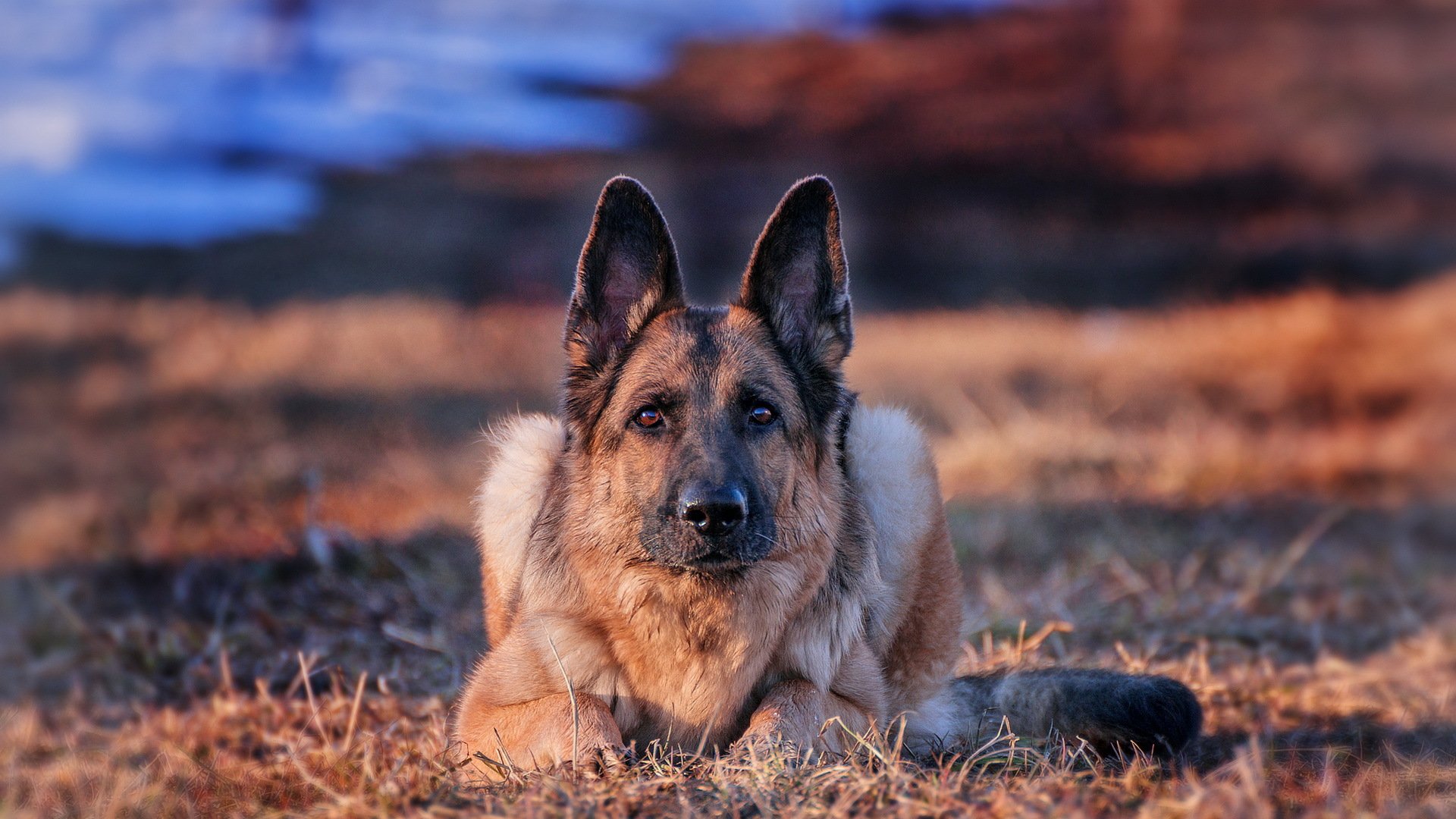 deutscher schäferhund hund blick freund hintergrund