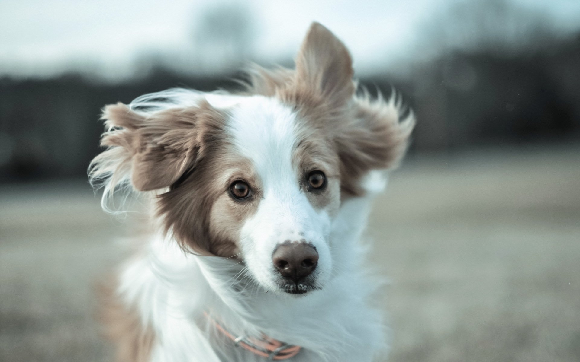 perro mirada amigo