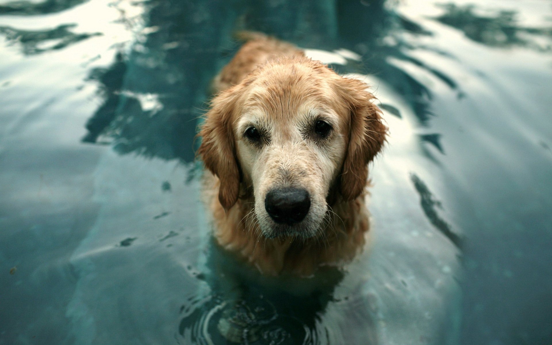 perro mirada amigo agua