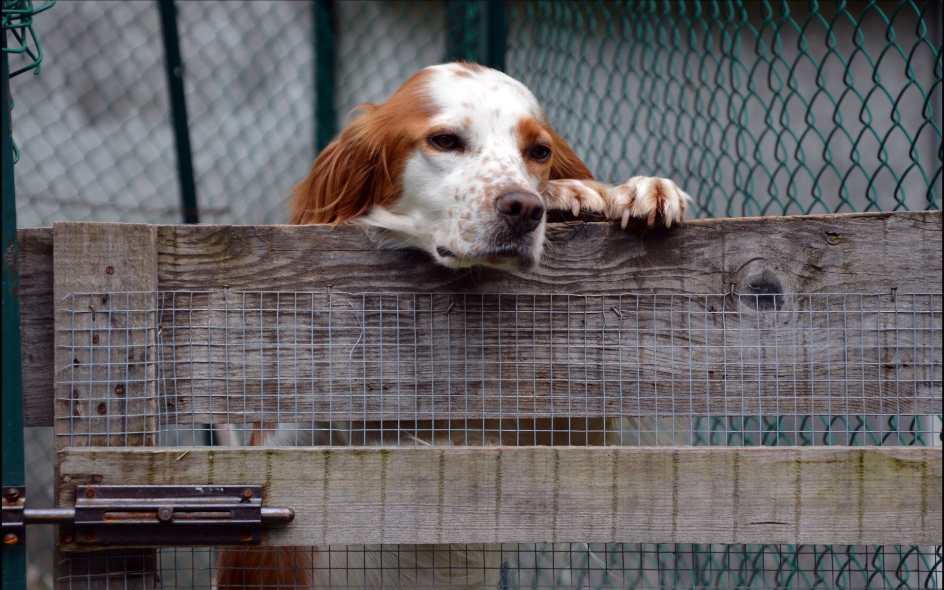 cane recinzione amico