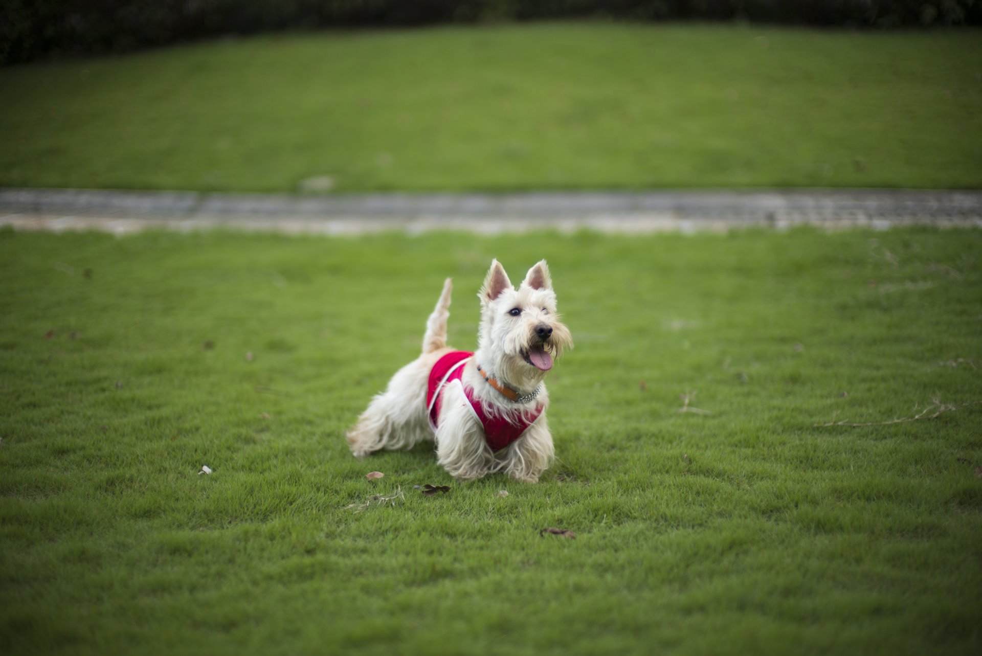 dog lawn grass other terrier friend