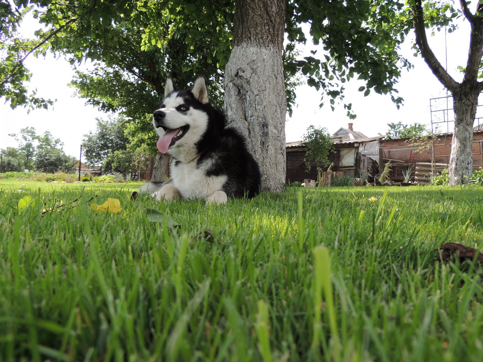 siberian husky husky huska arnie