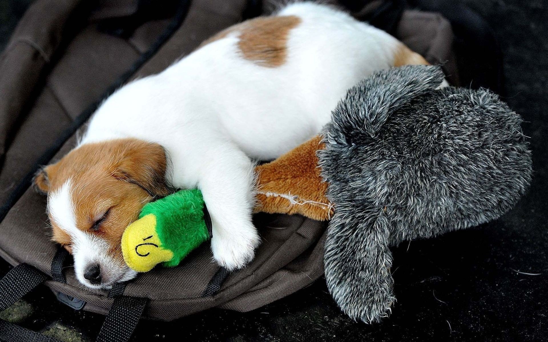 dog puppy toys duck sleeping