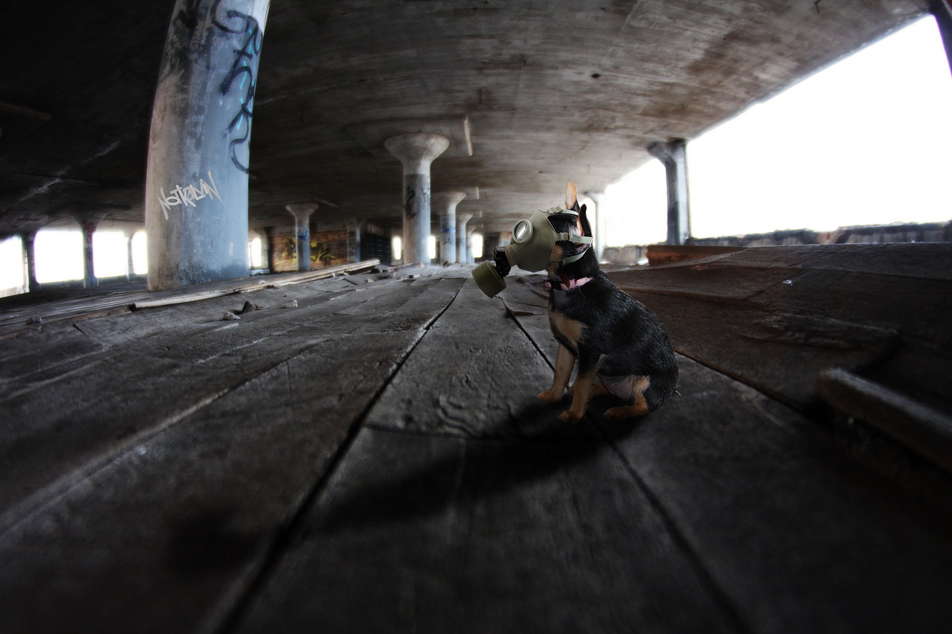 hund gasmaske hintergrund