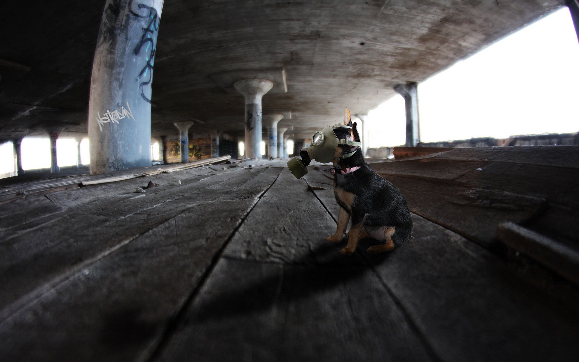 perro amigo máscara de gas