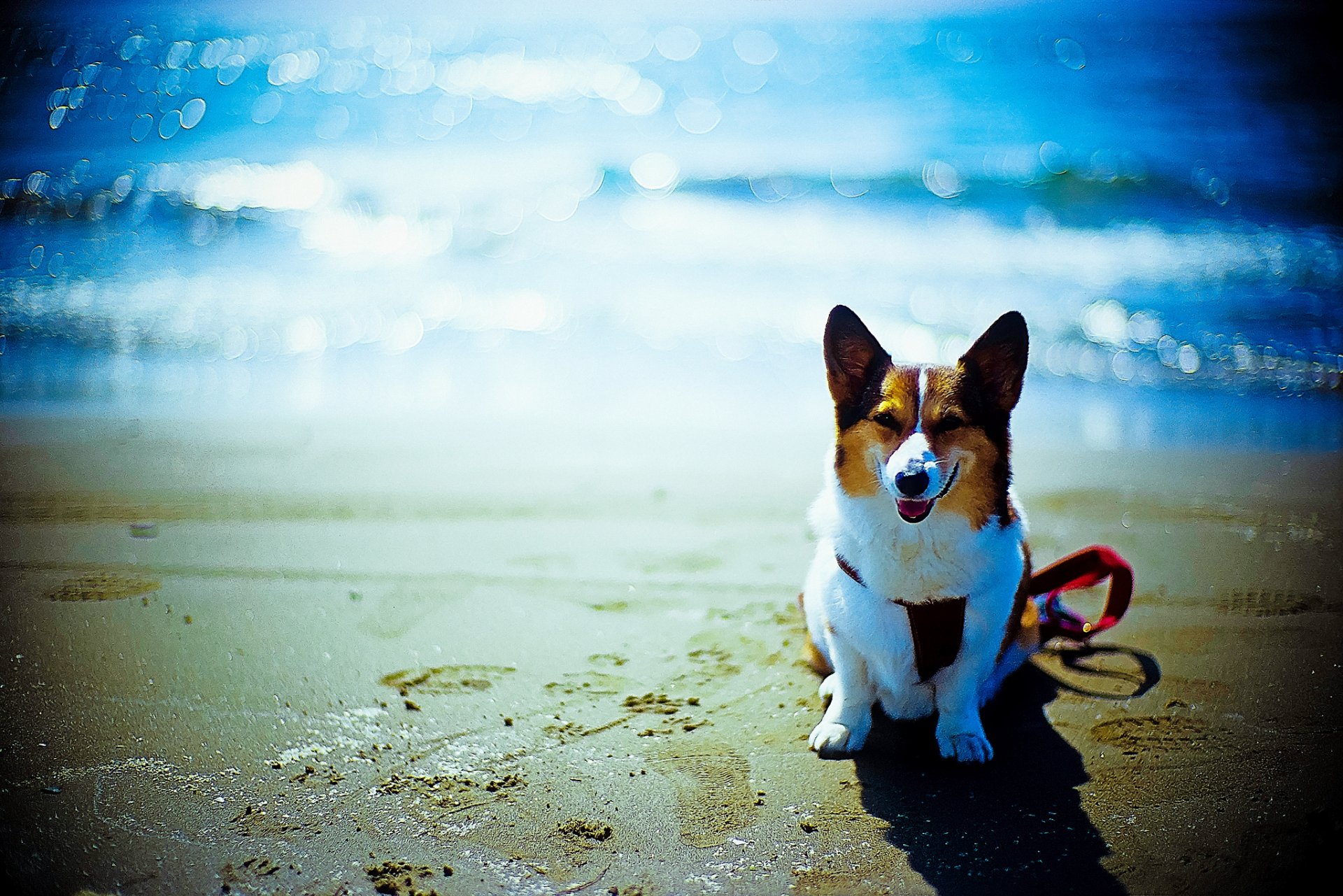 chien ami plage océan bokeh