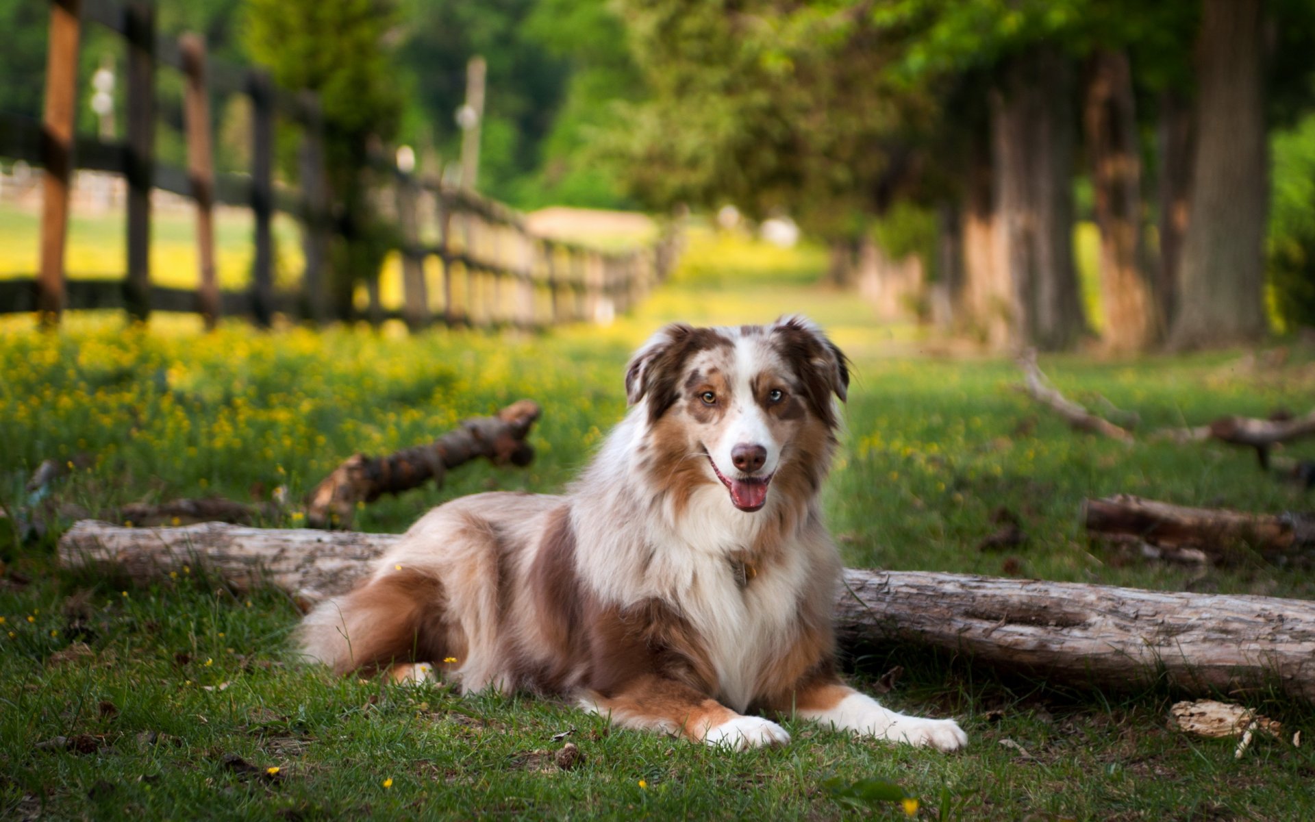 perro verano campo