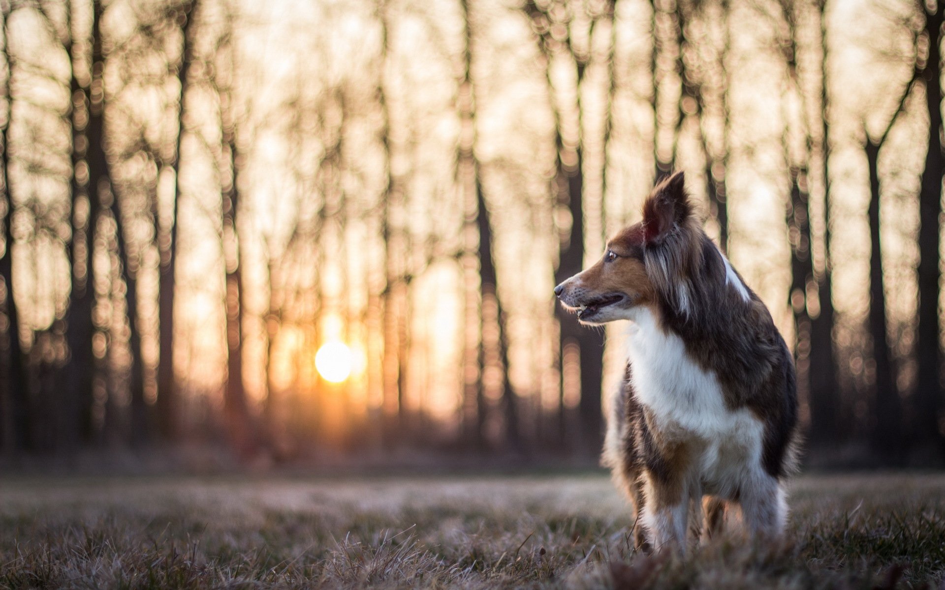 hund blick freund