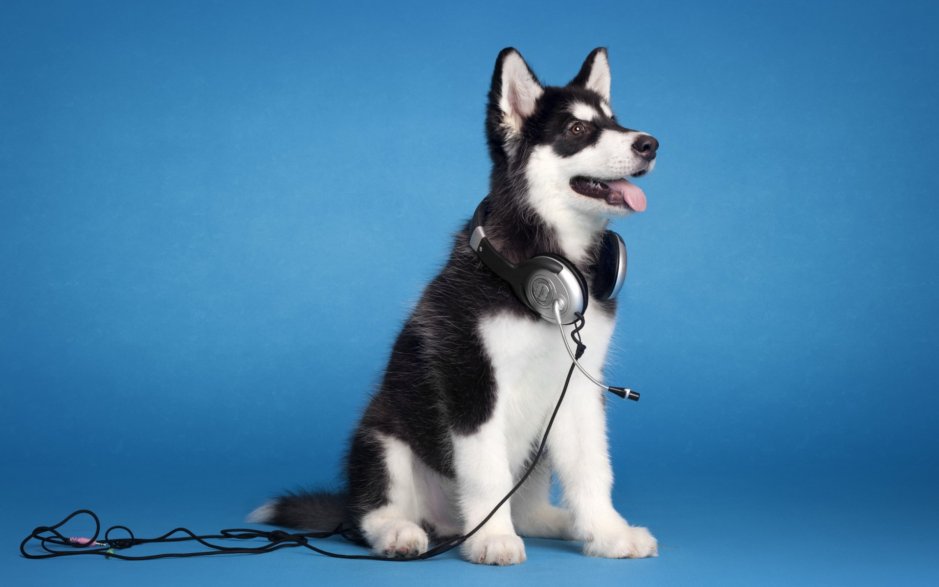 malamute perro amigo