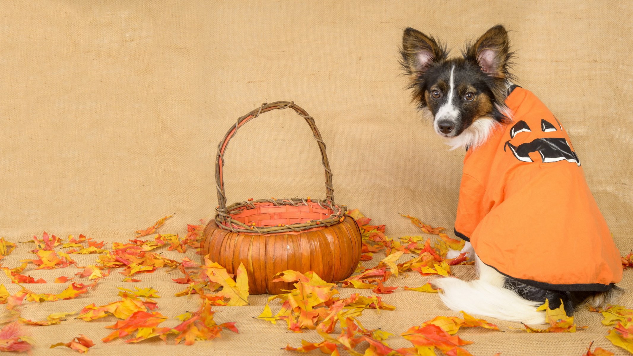 chien vue feuilles automne