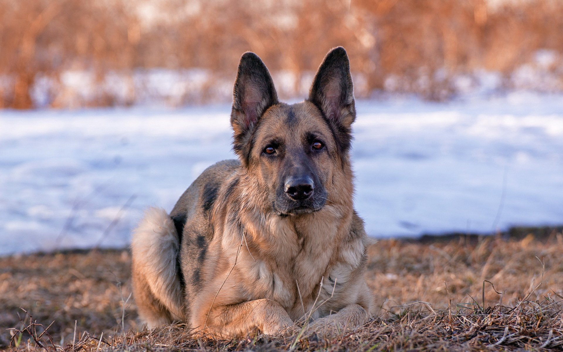 deutscher schäferhund hund blick freund