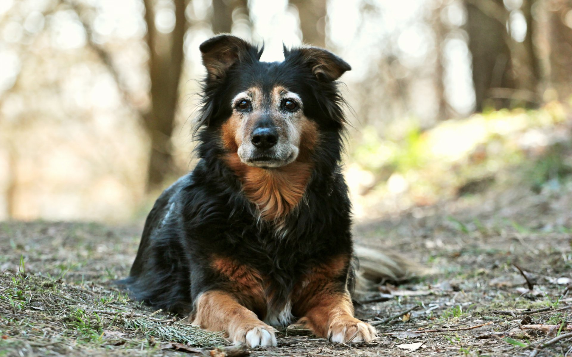 perro mirada amigo