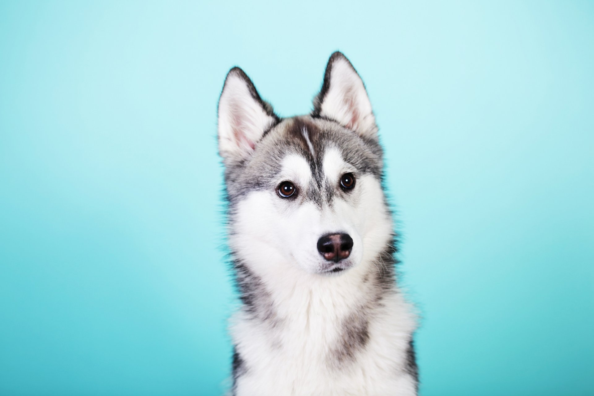 husky hund blick