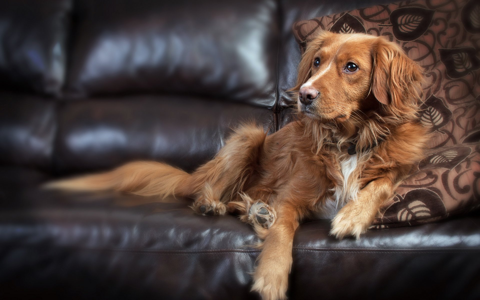 cane sguardo amico