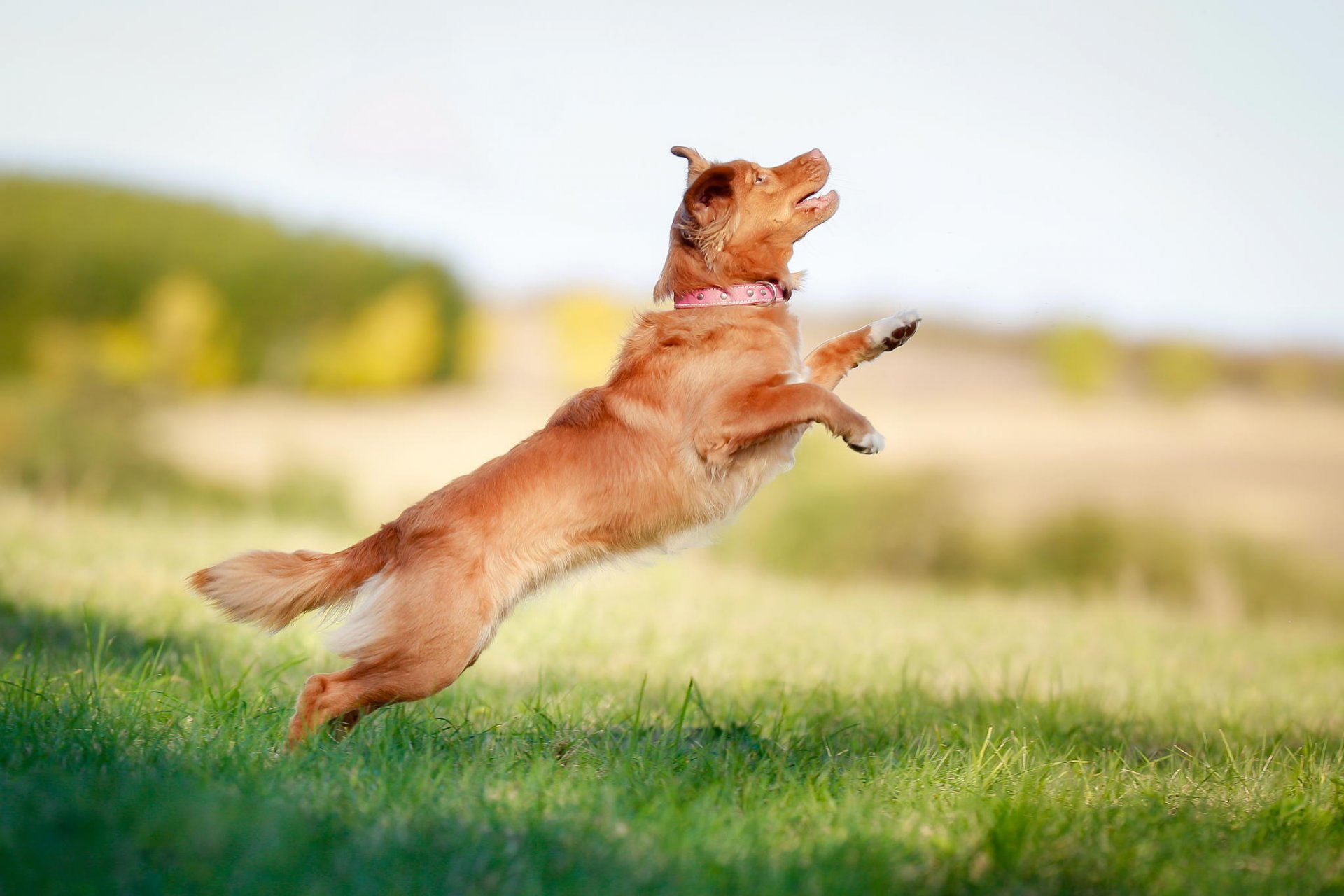 retriever jump bokeh