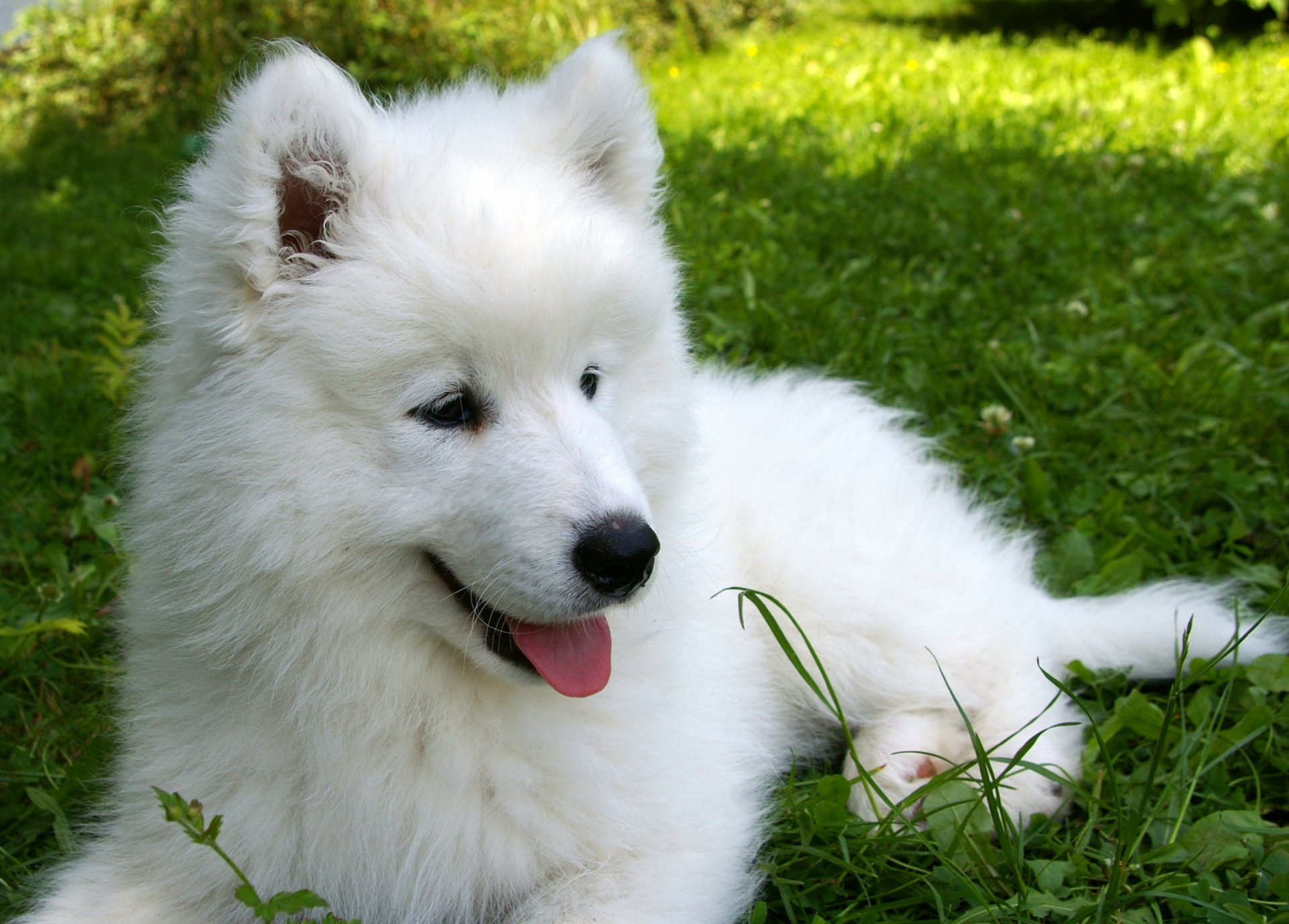 samoyed szczeniak trawa