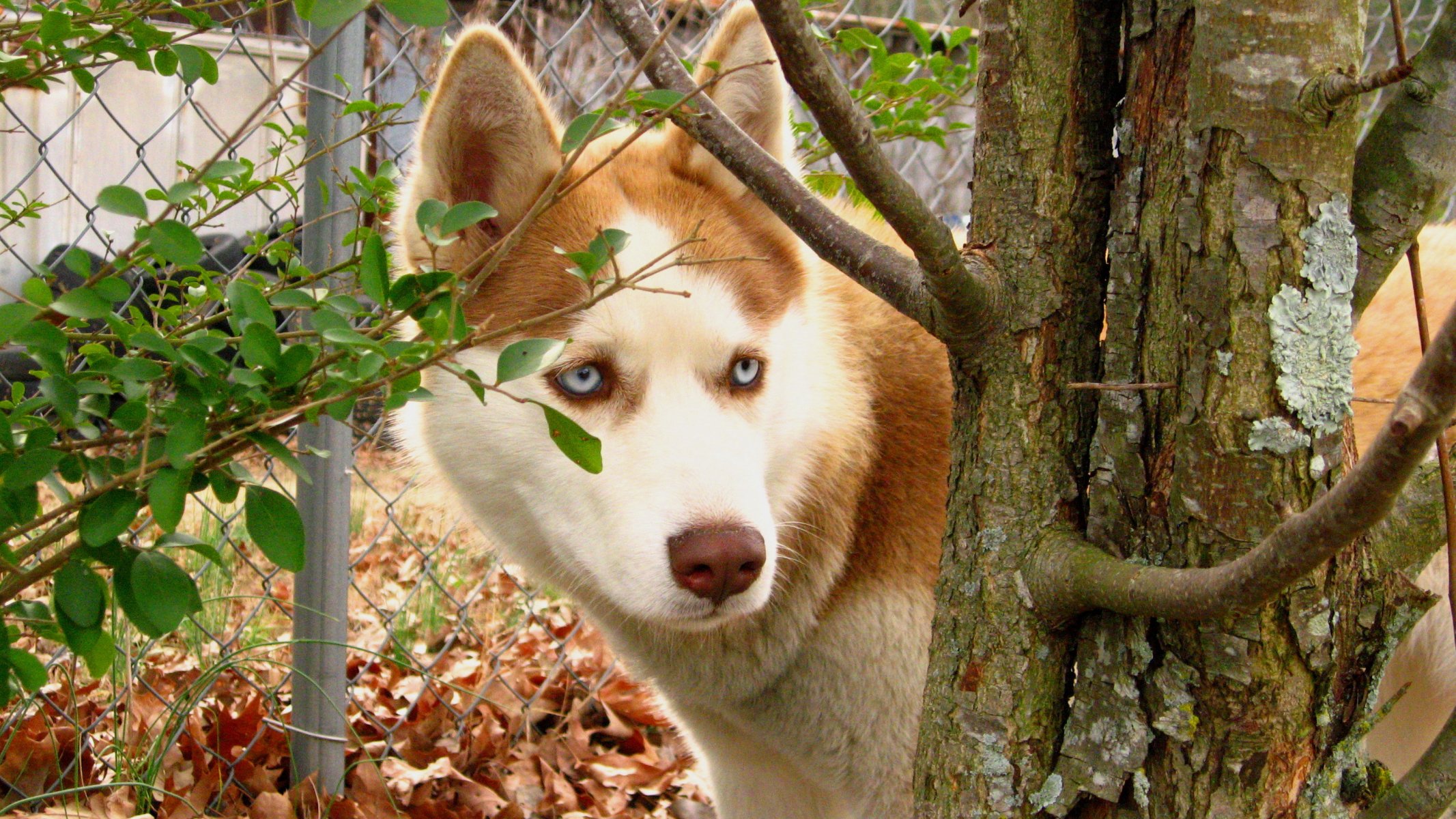 hund husky blätter rotschopf