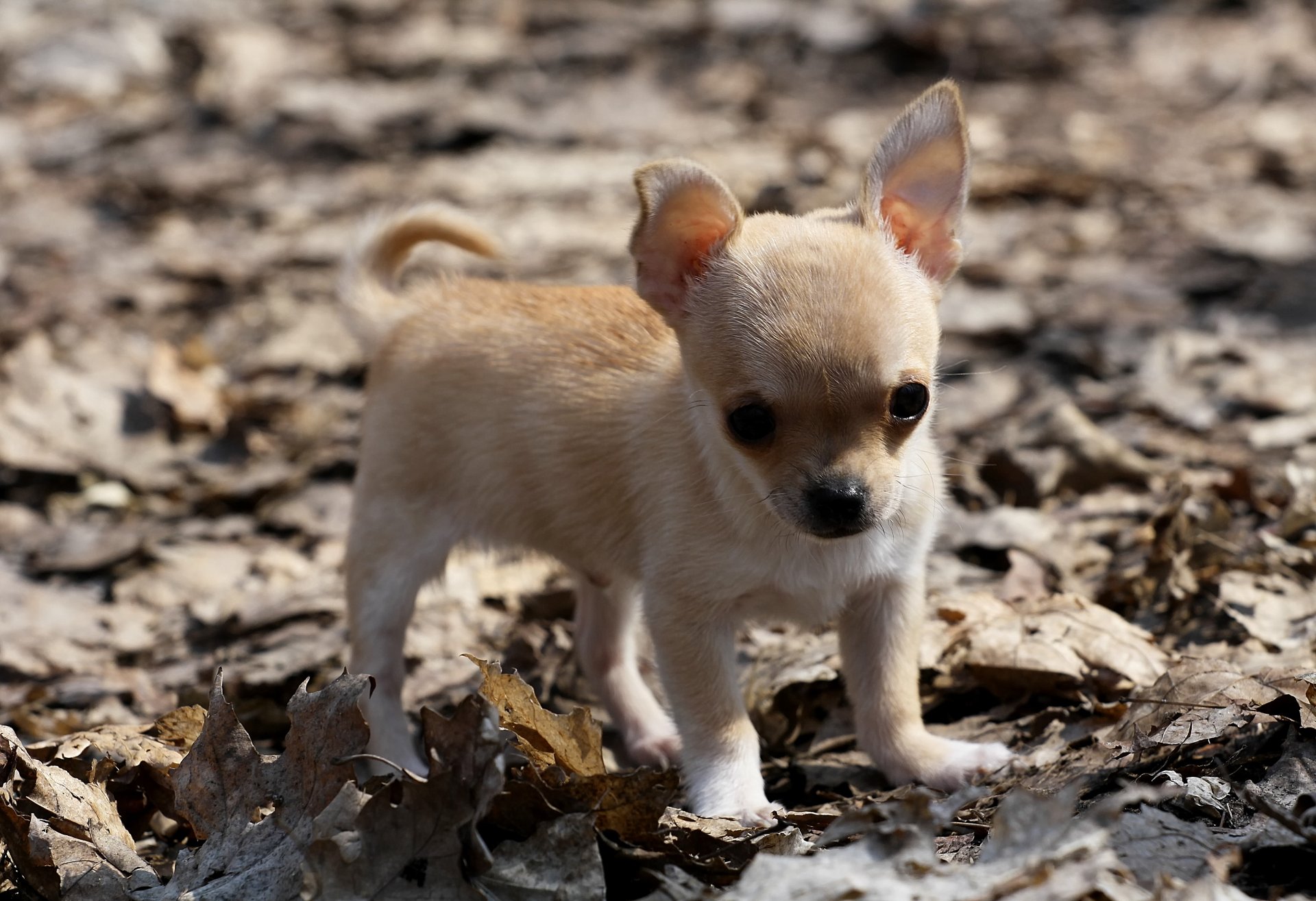 chien chiot feuilles chihuahua