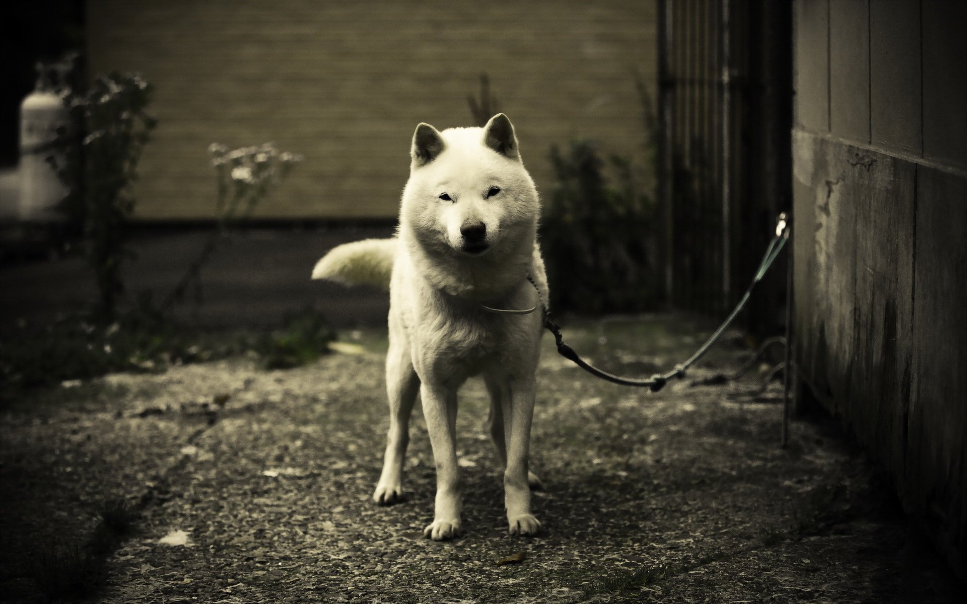 hund freund wächter