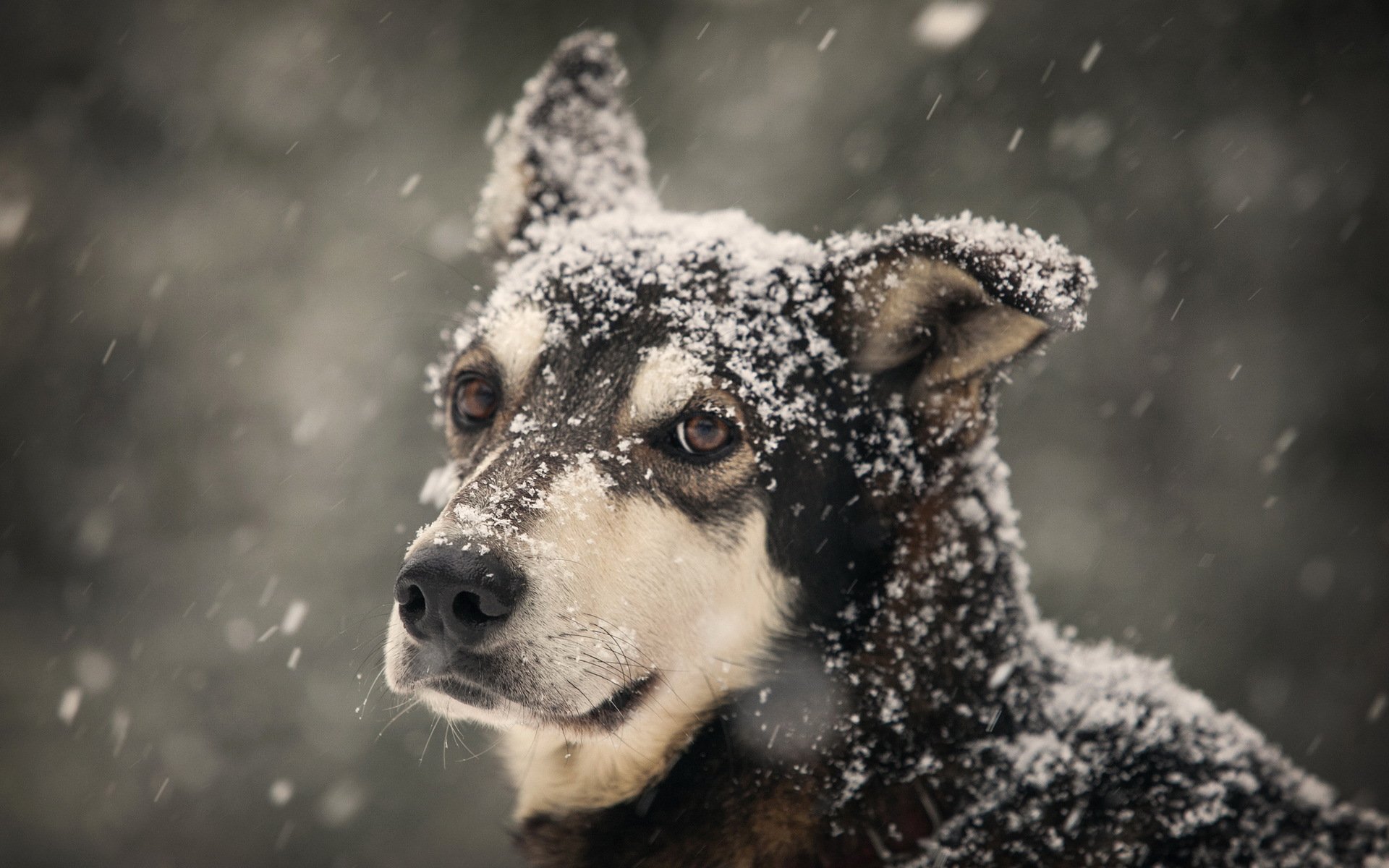 chien hiver regard