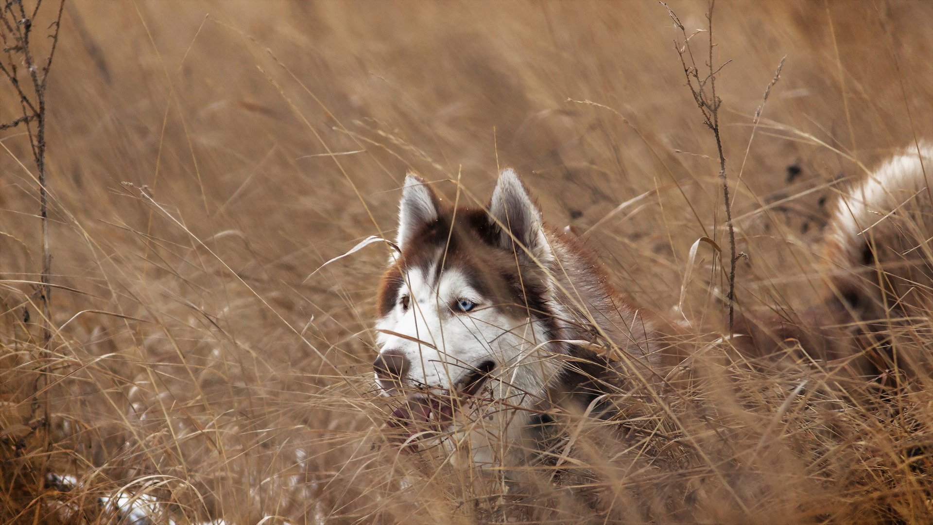 dog view other siberian husky