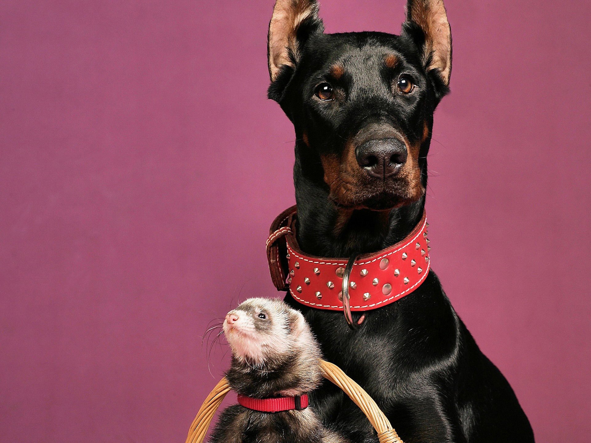 chien doberman furet collier rouge