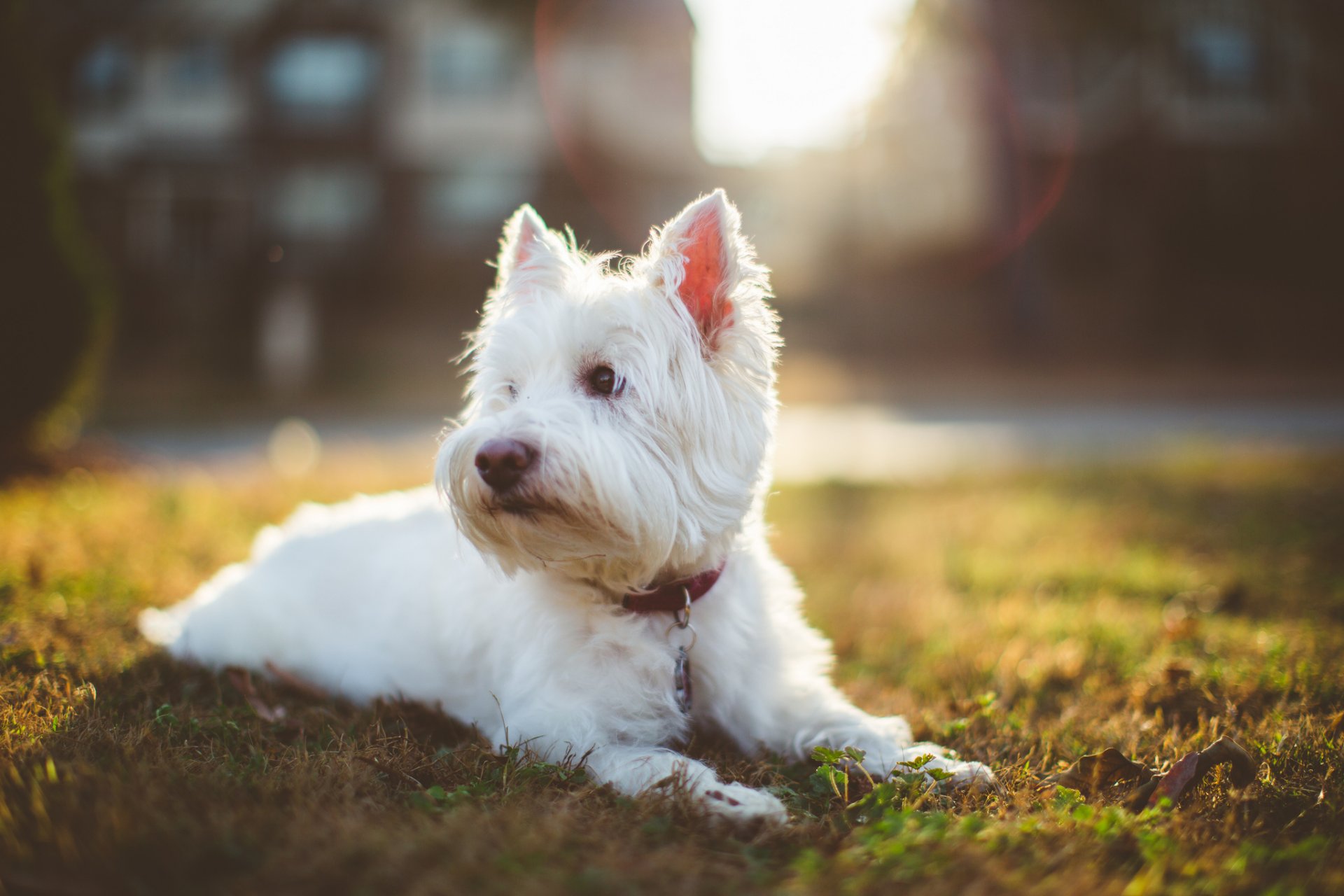 hund weiß zottig bedlington terrier aufmerksamkeit halsband rasen gras sonnenlicht strahlen