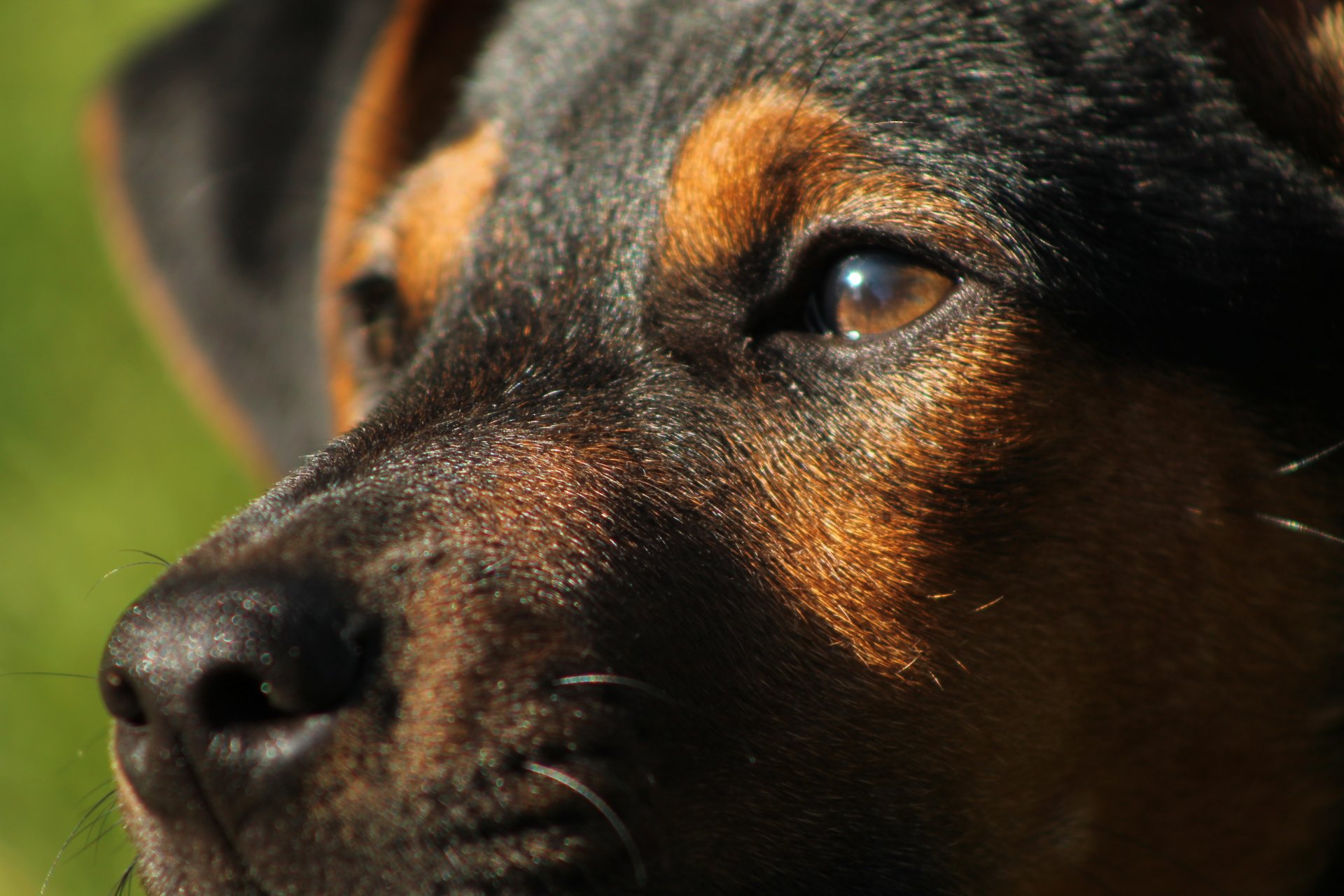 dog . muzzle bow mustache view eye