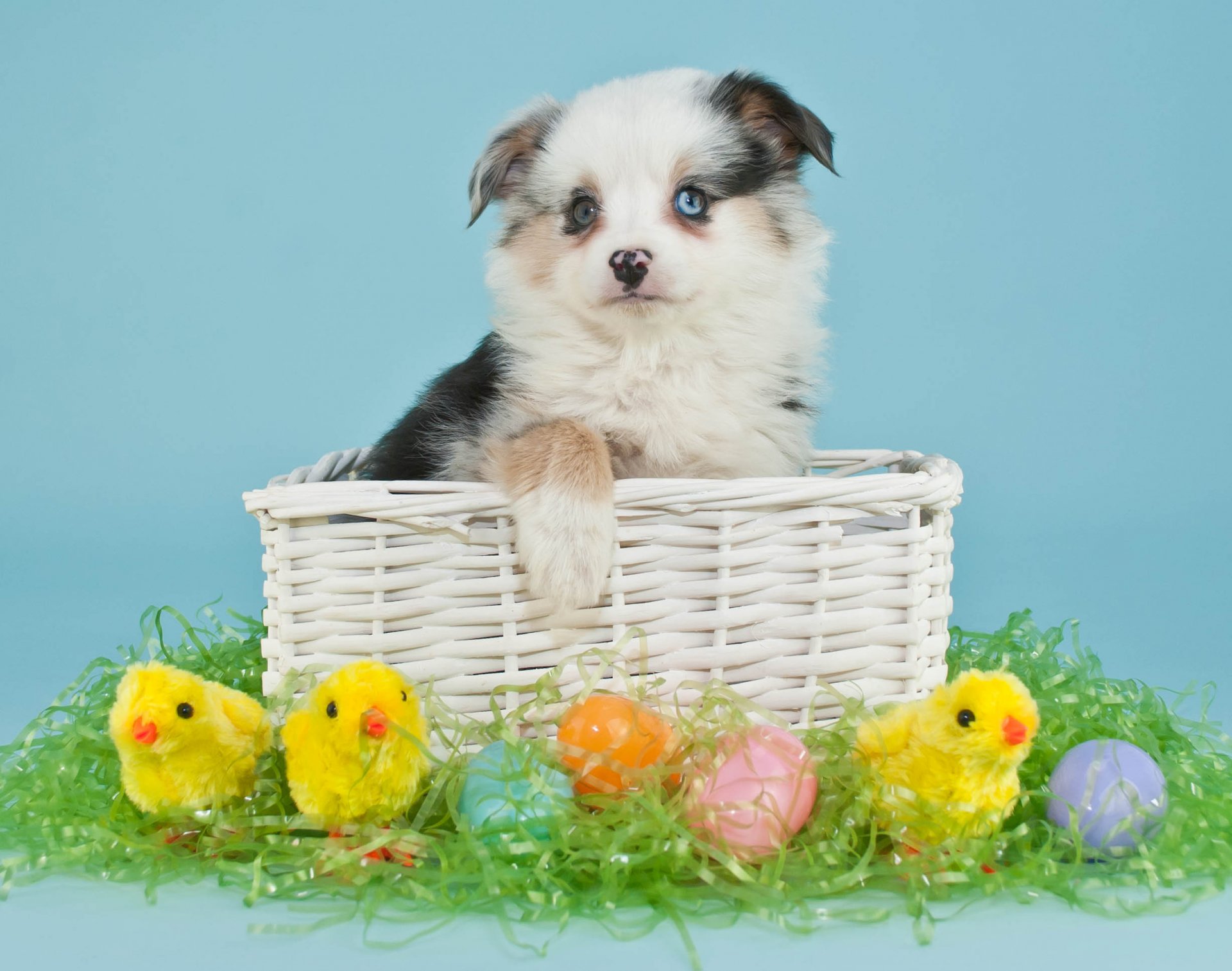 easter eggs easter eggs dog