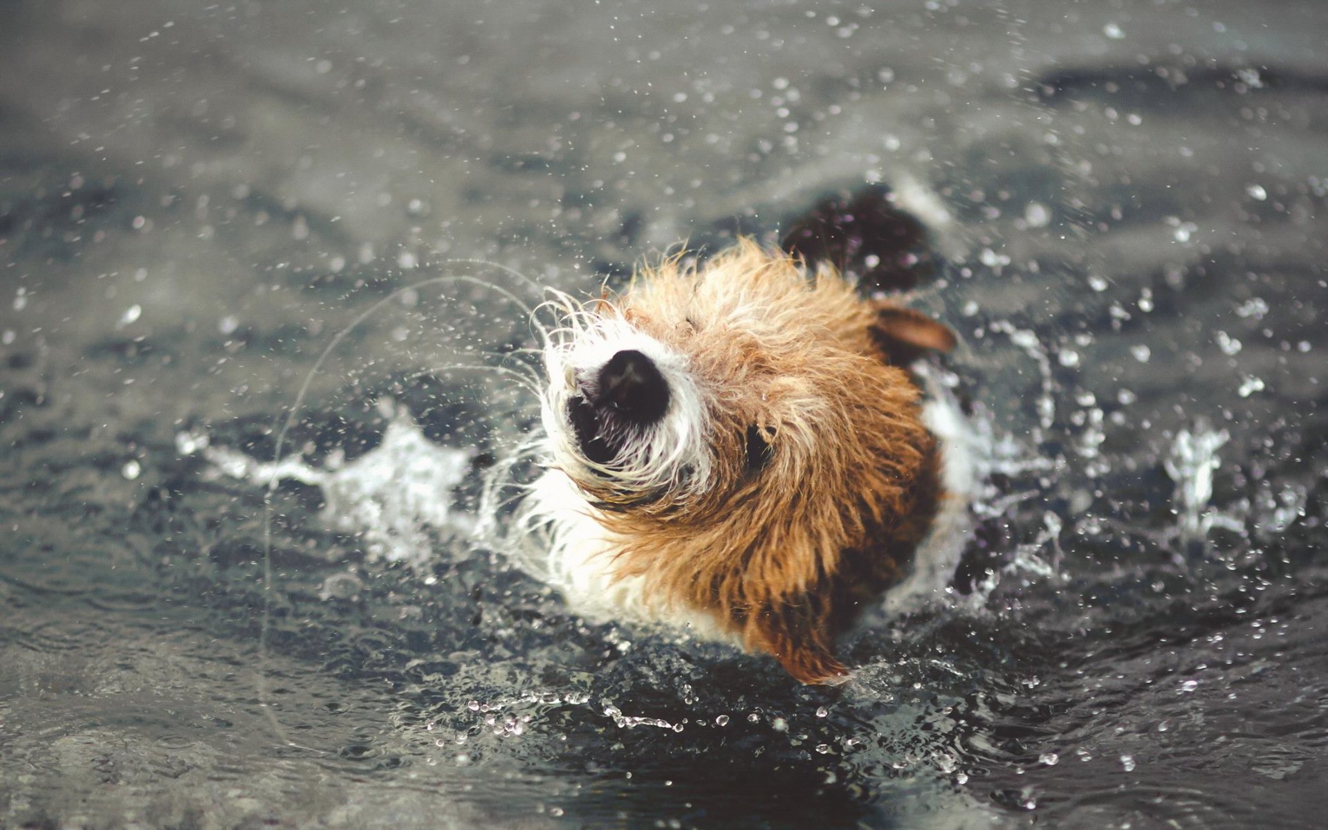 chien eau éclaboussures