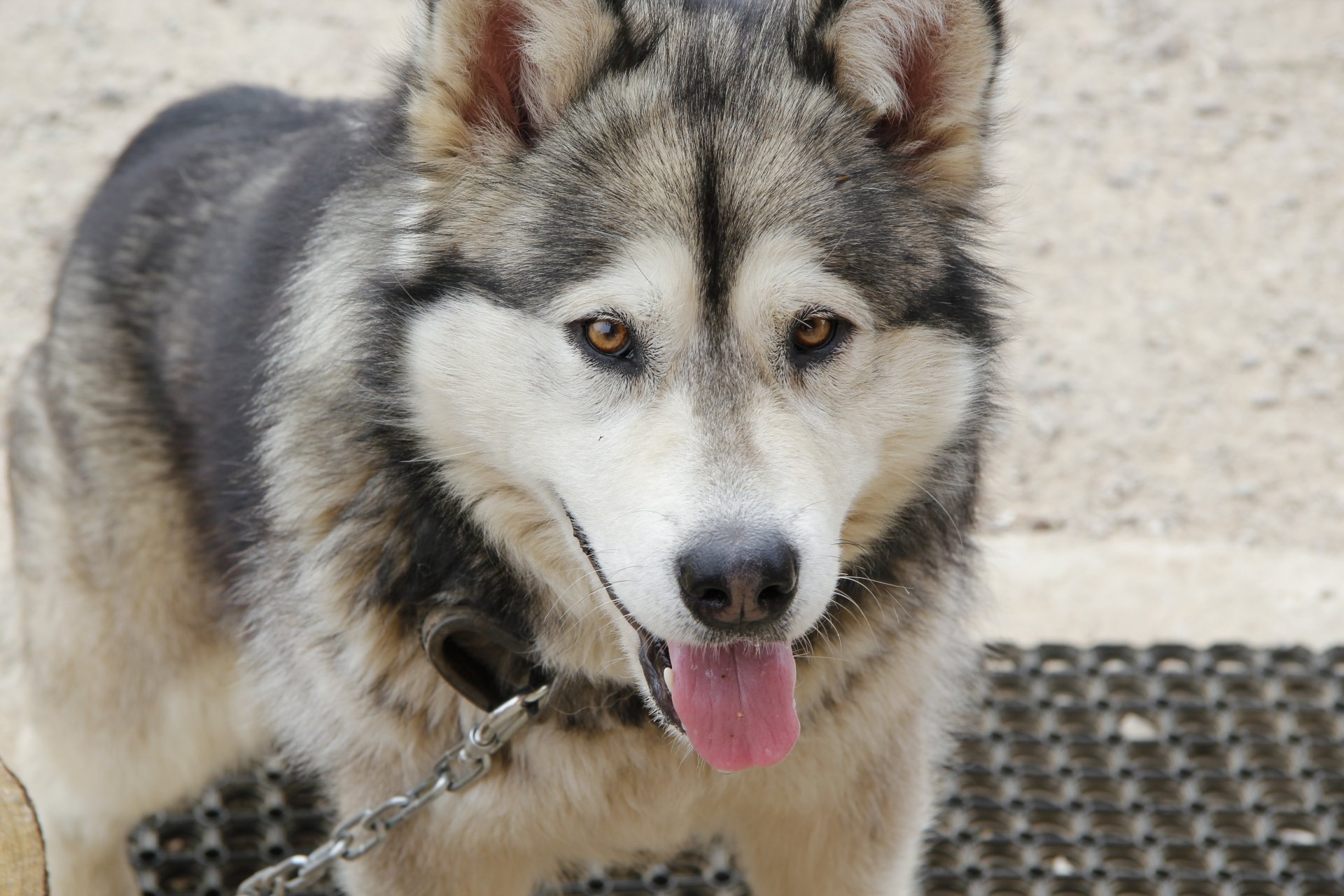 alaskan malamute cane grigio e bianco cane da slitta fotografia