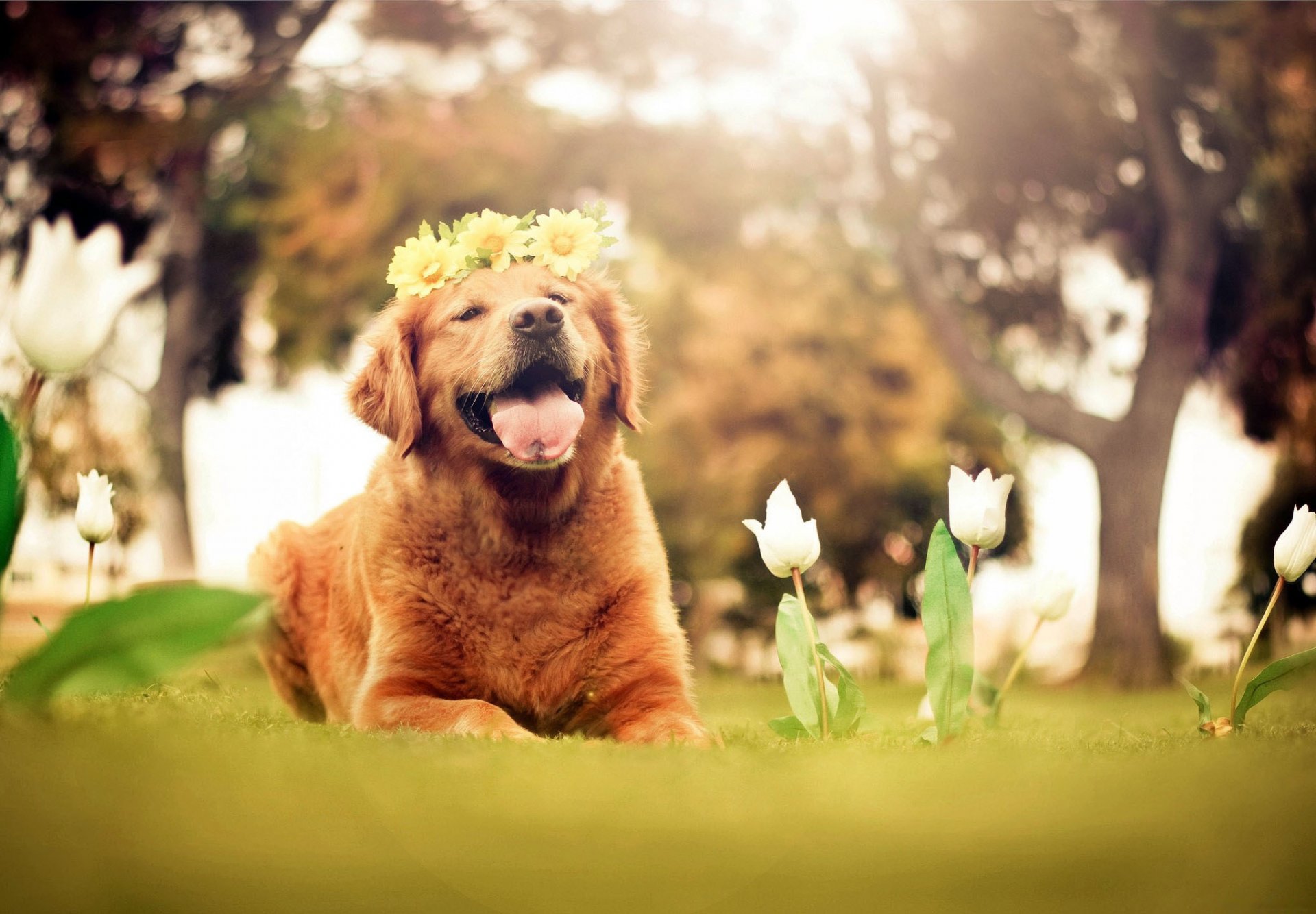 cane amico lingua corona fiori tulipani bianco natura