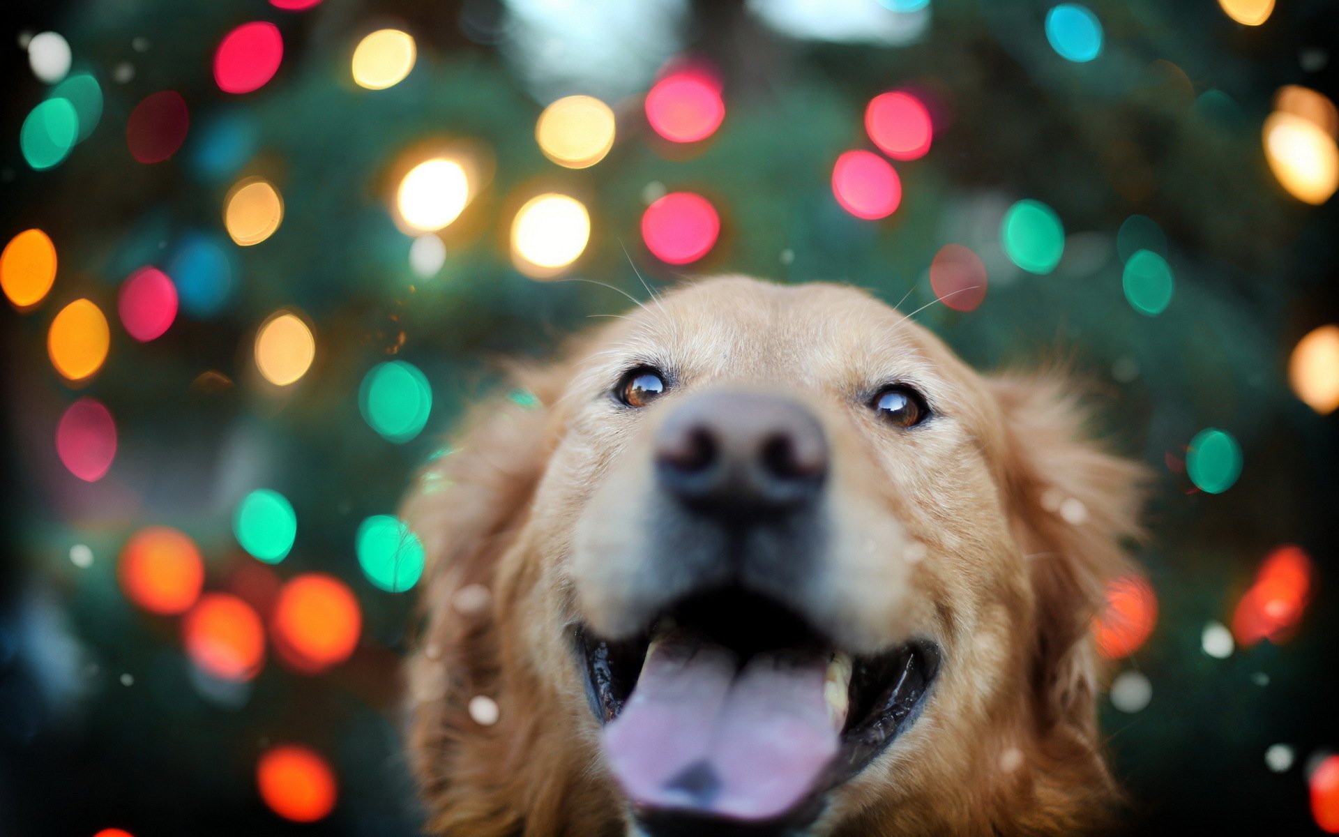 hund blick hintergrund