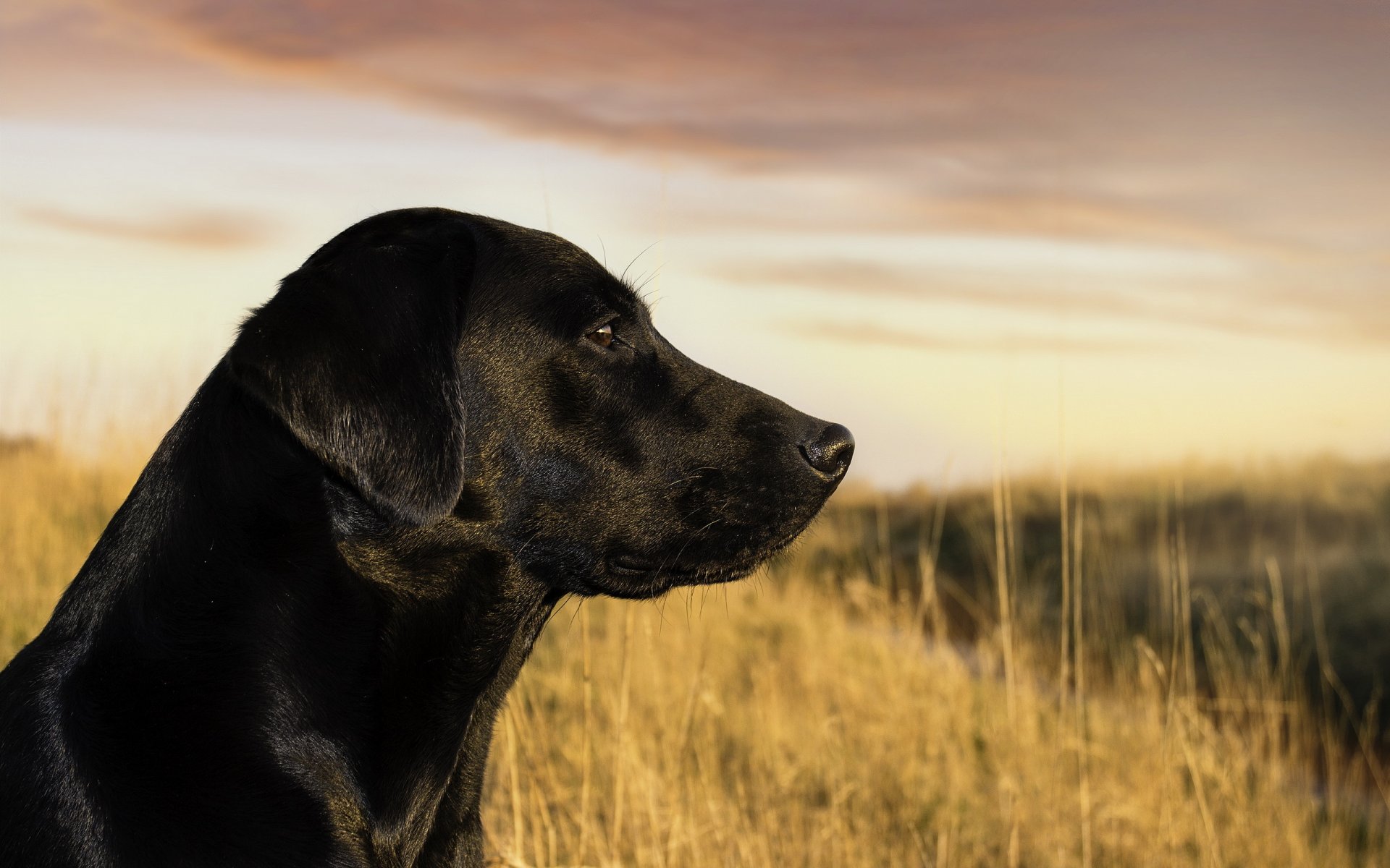 hund blick freund