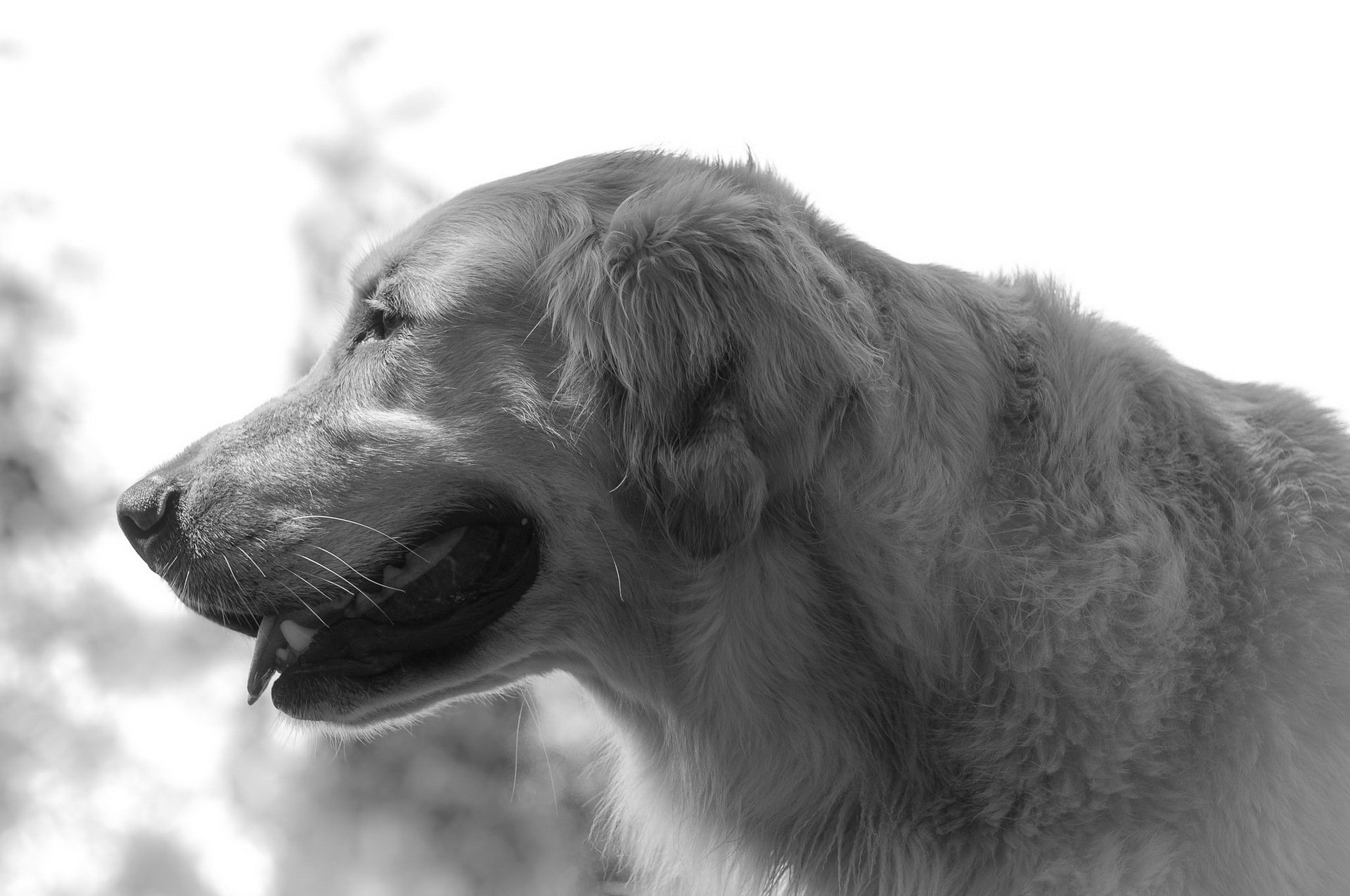 chien retriever fond noir et blanc