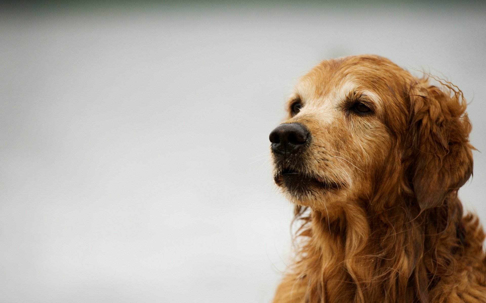 dog retriever background