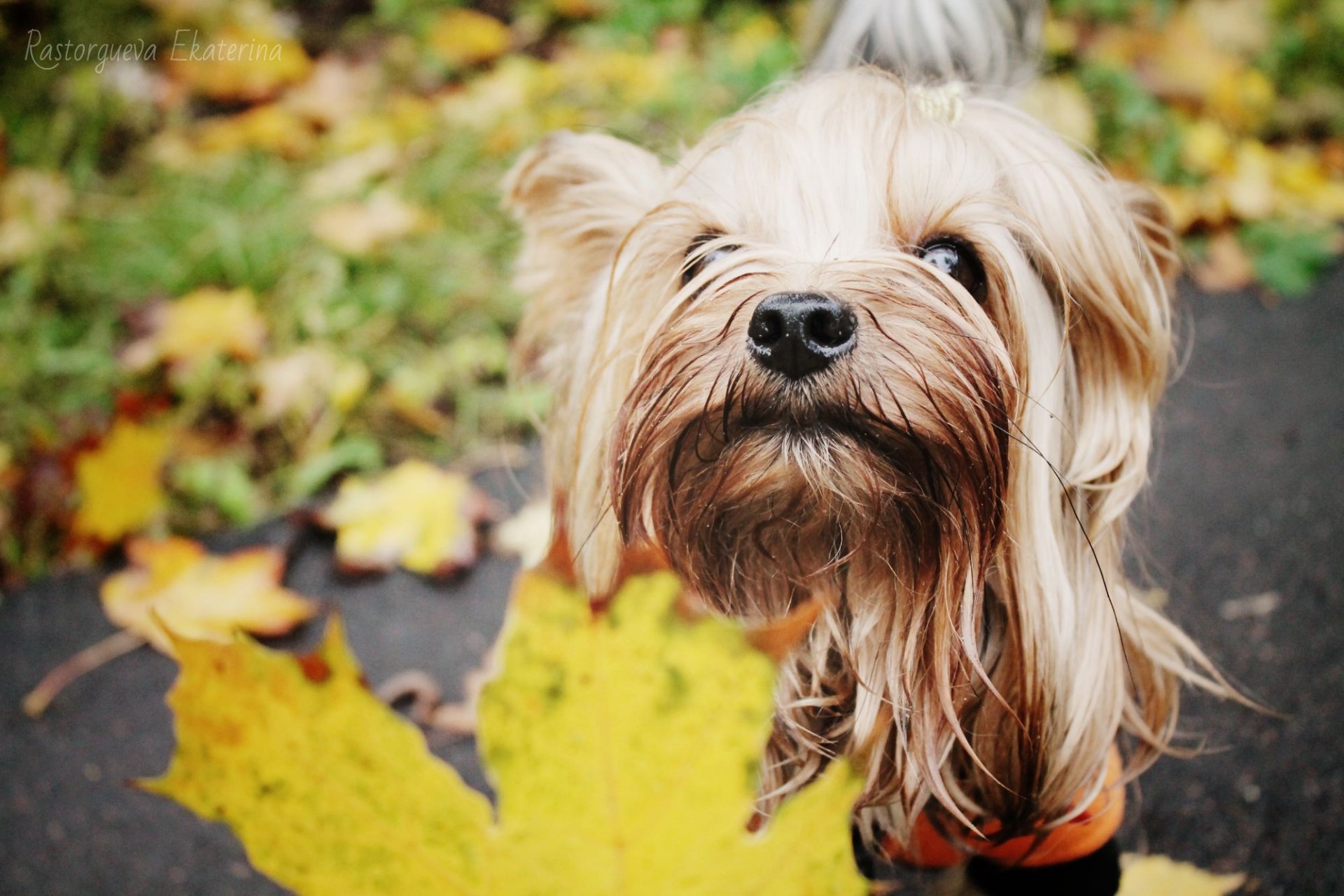 yorkie auf einem spaziergang herbst mit blättern