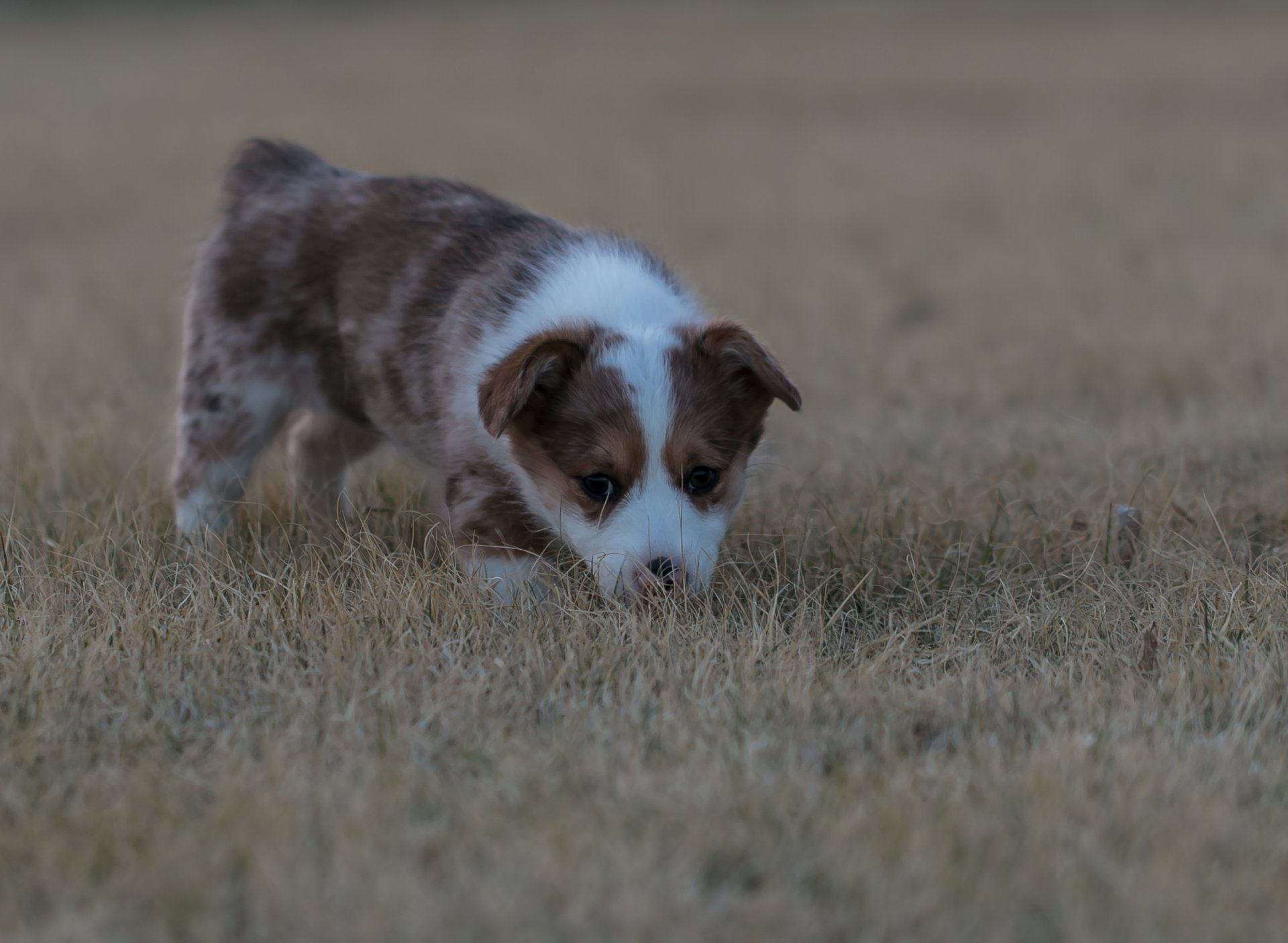 puppy other babe