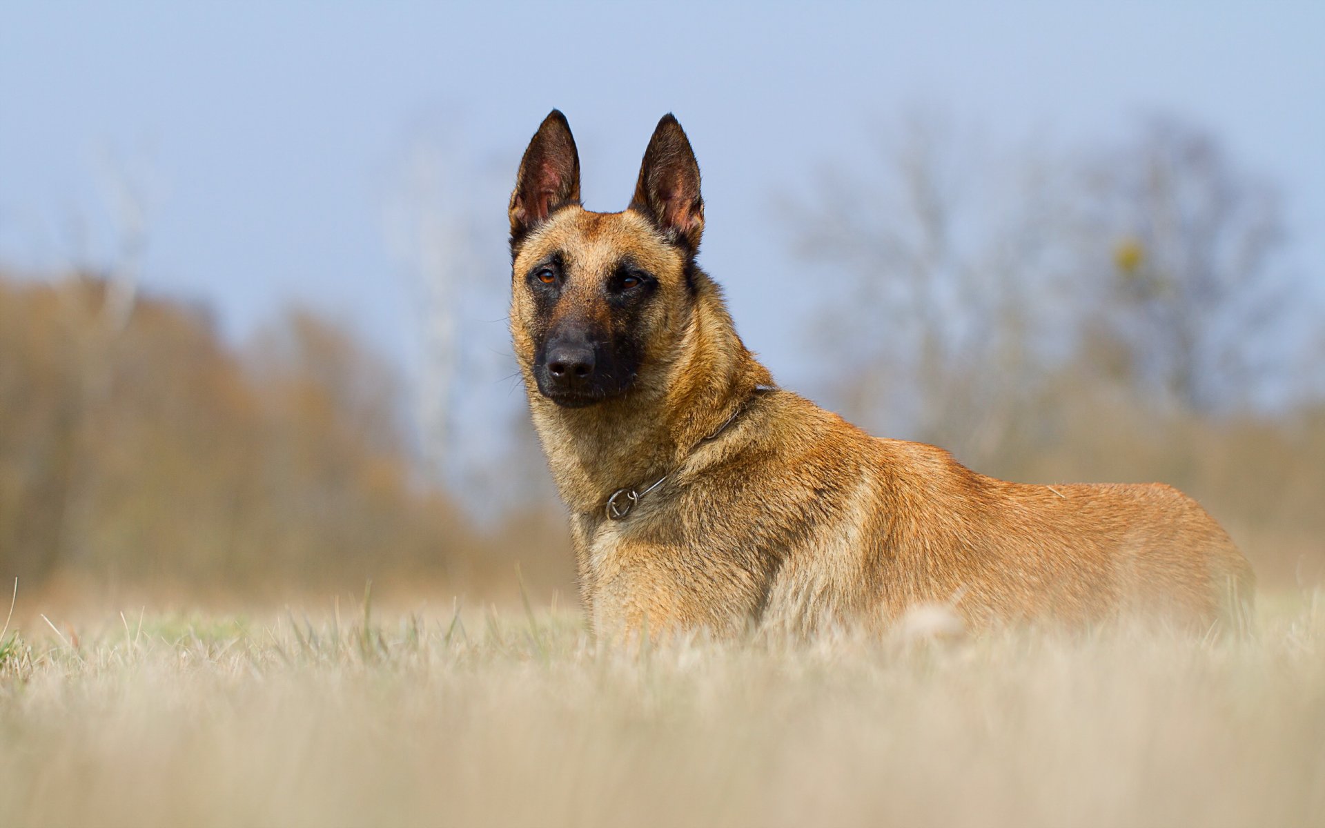 perro amigo mirada