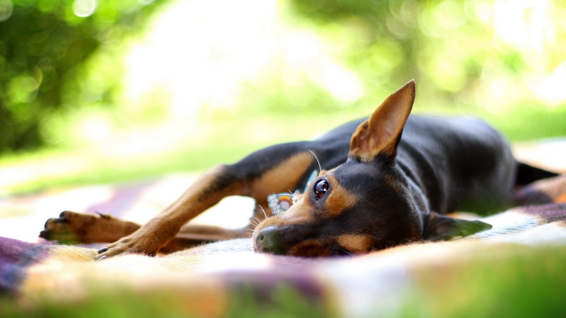 chien été fond